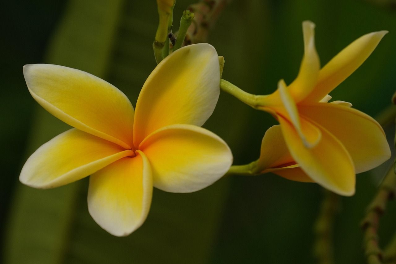 1280x852 Flower Plumeria Nature