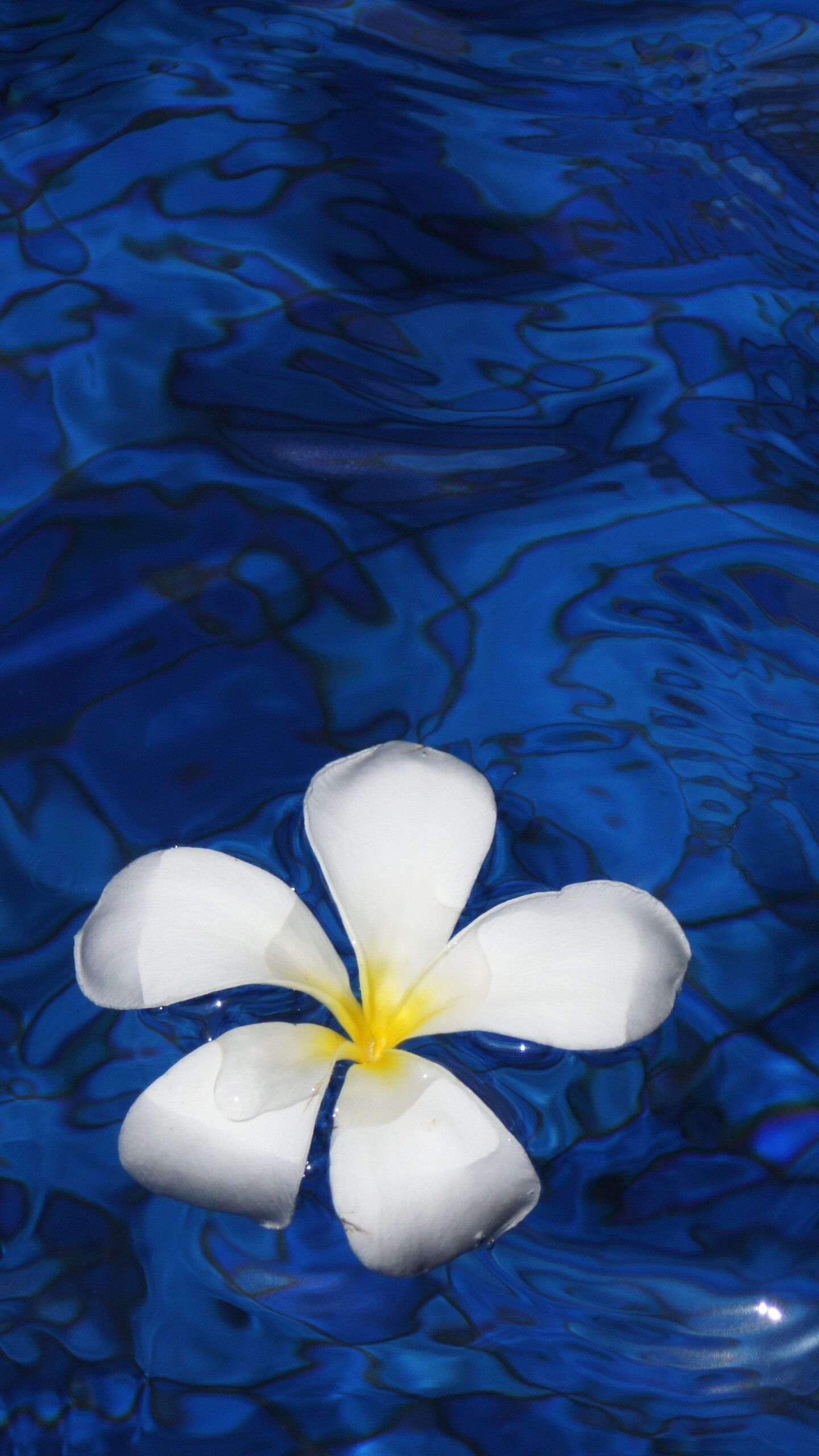 1440x2560 Frangipani Flower Wallpaper