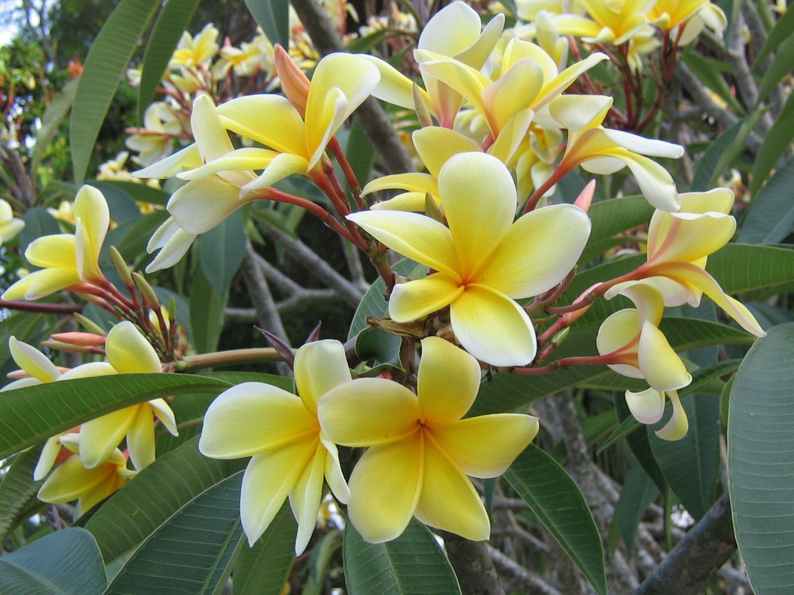 1600x1200 Frangipani Flowers Wallpaper