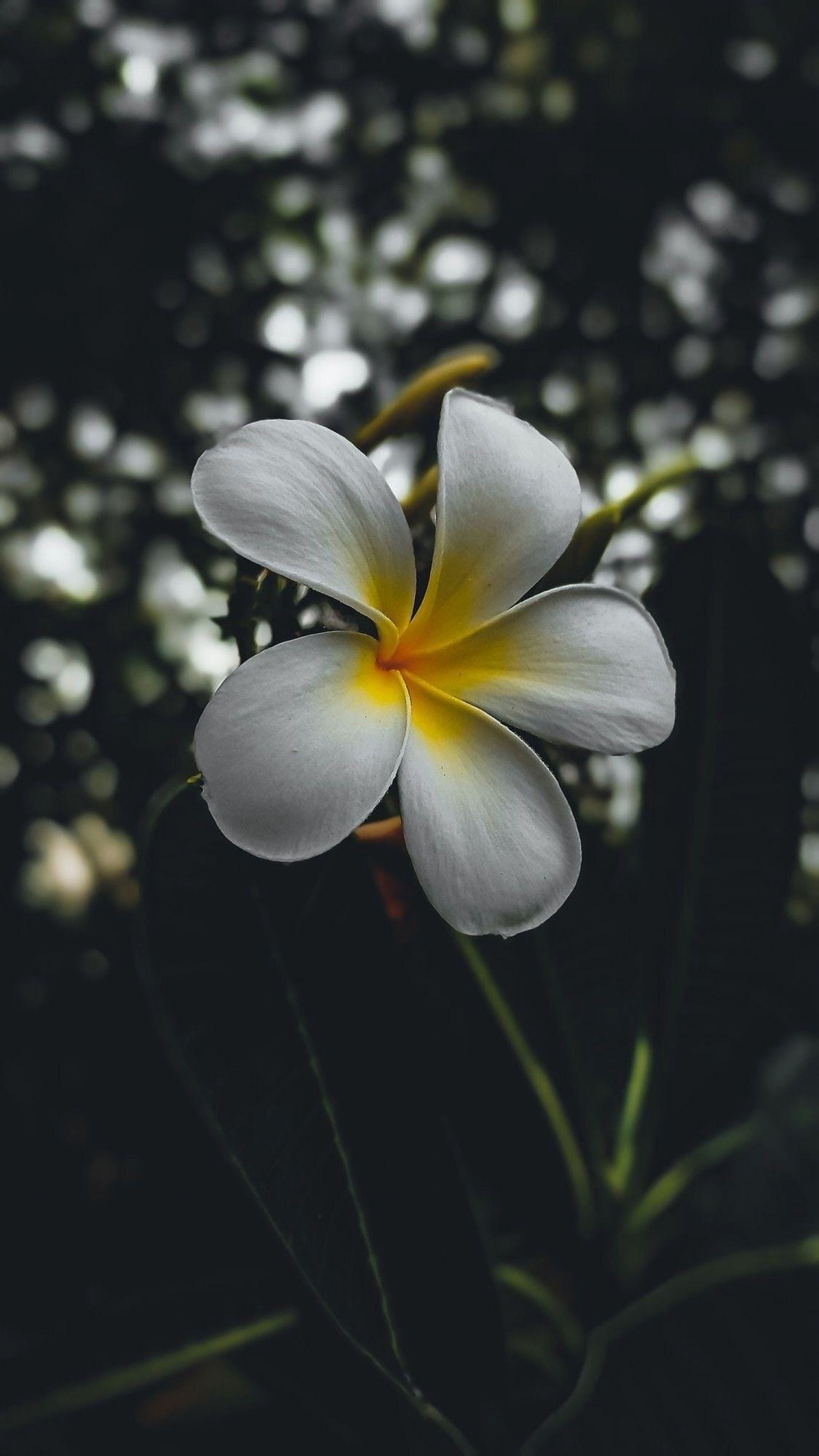 1500x2666 Frangipani Flower