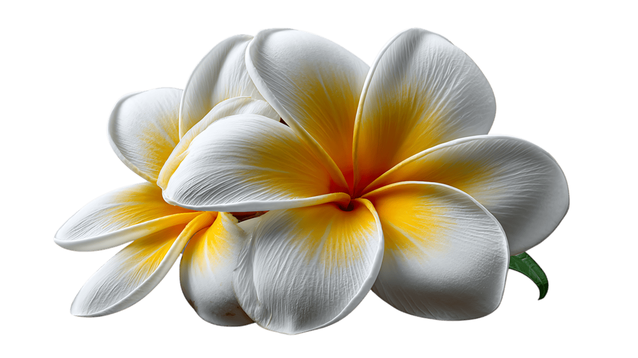 1249x700 White and yellow plumeria flowers isolated on transparent background imagr 68841033 PNG