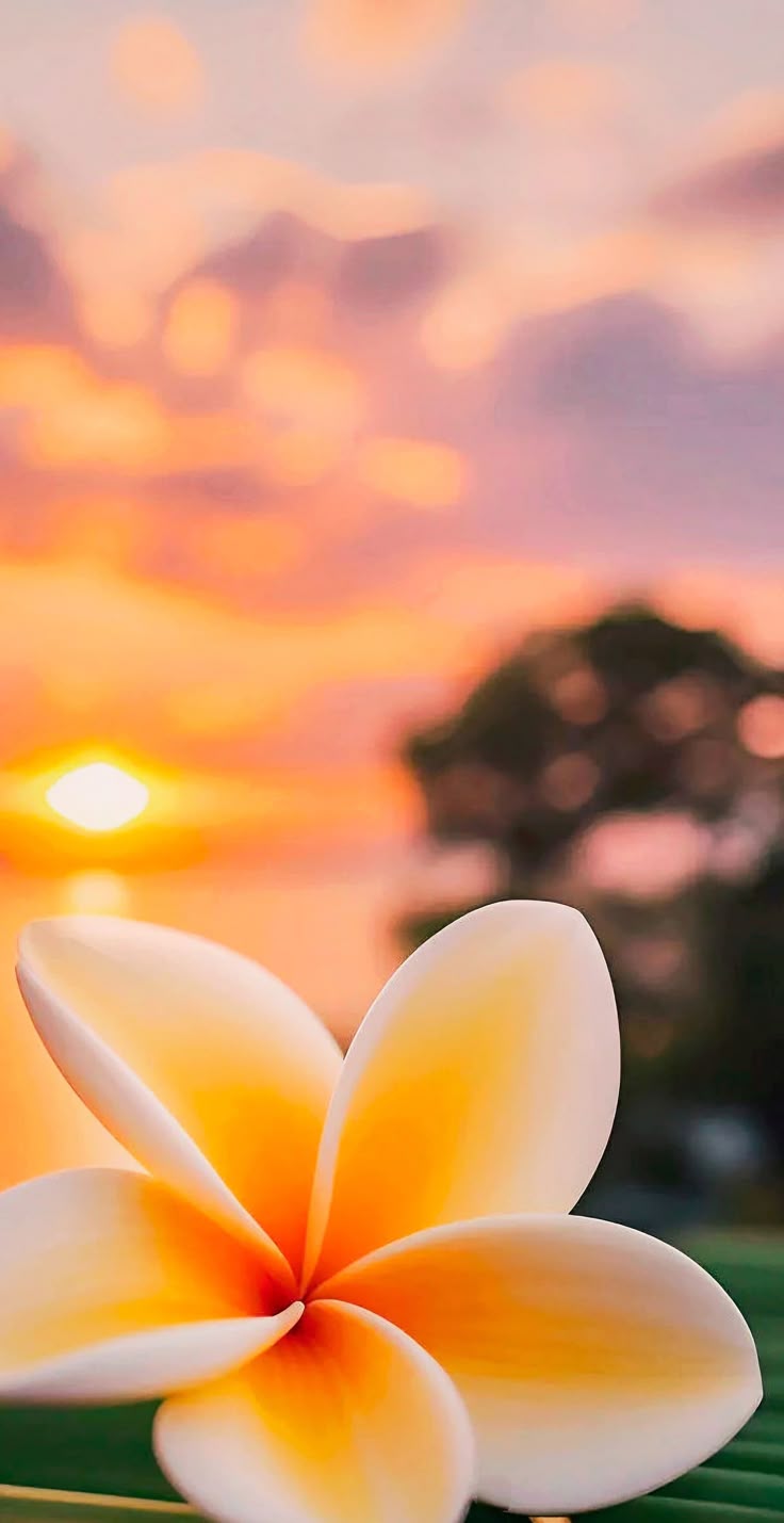 736x1429 Frangipani flower wallpaper. Plumeria wallpaper iphone, Plumeria flowers wallpaper, Flowers and sunsets