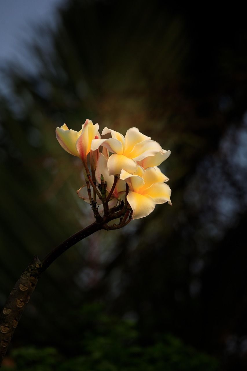 853x1280 Frangipani Plumeria Flowers