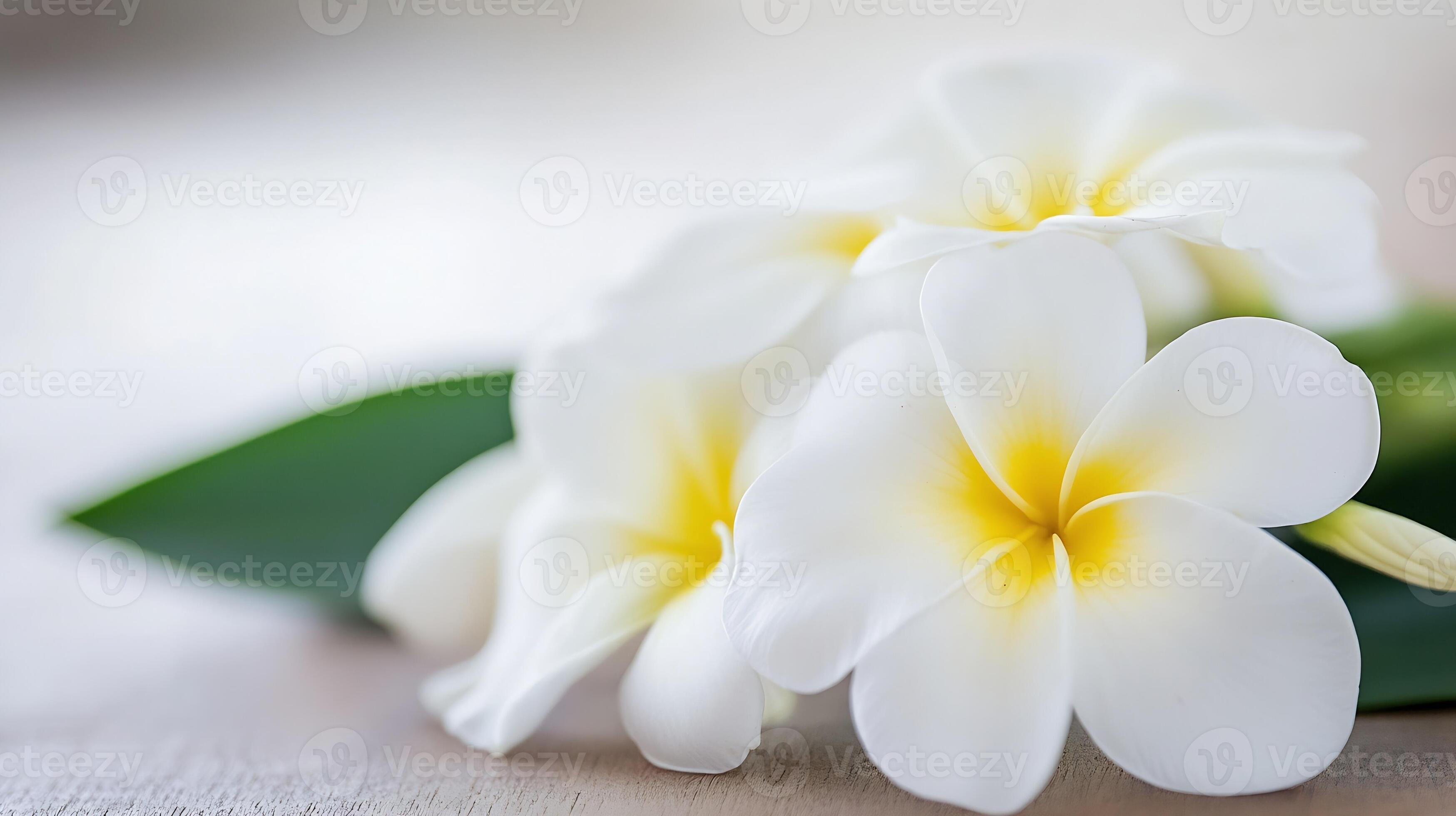 3497x1960 Delicate White Plumeria Flowers with Green Leaves Perfect for Spa and Relaxation