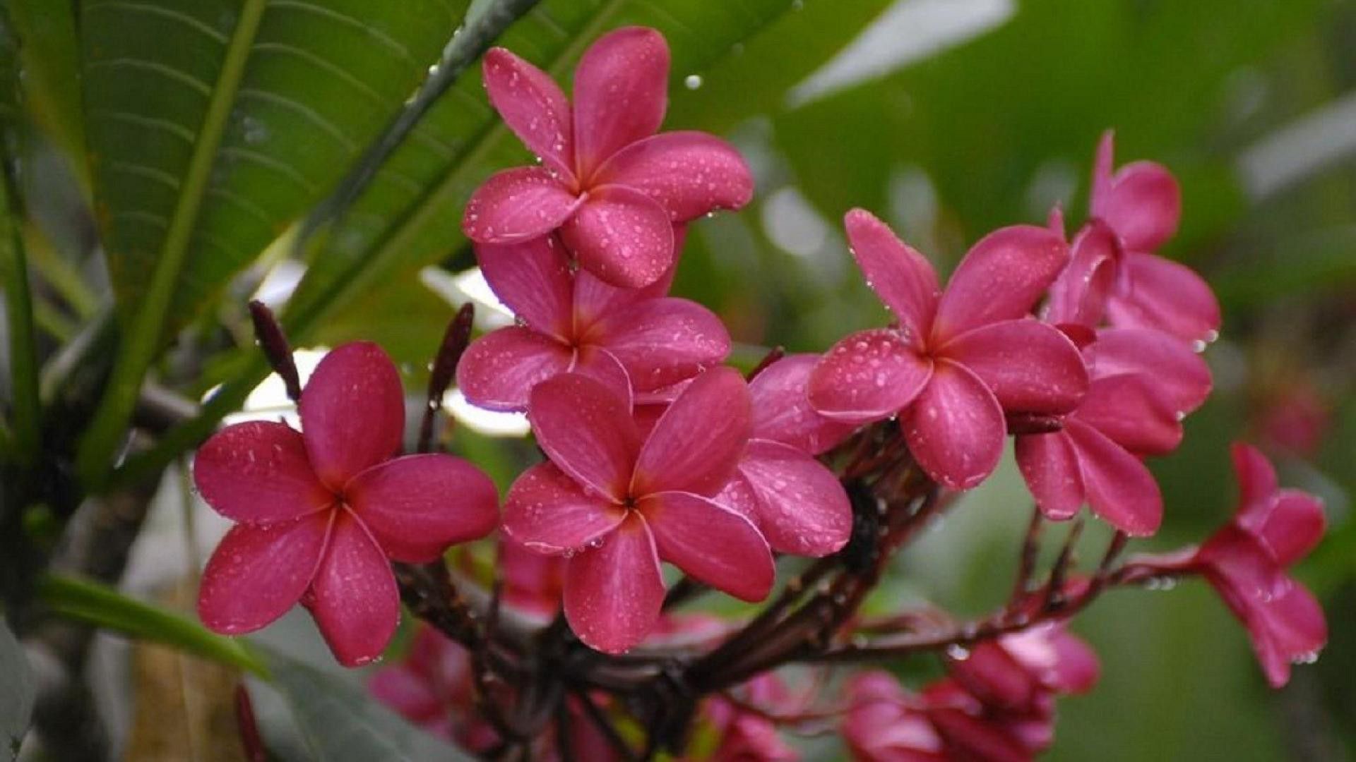 1920x1080 Pink Plumeria Flowers With Water Drops In Green Leaves Background HD Flowers Wallpaper