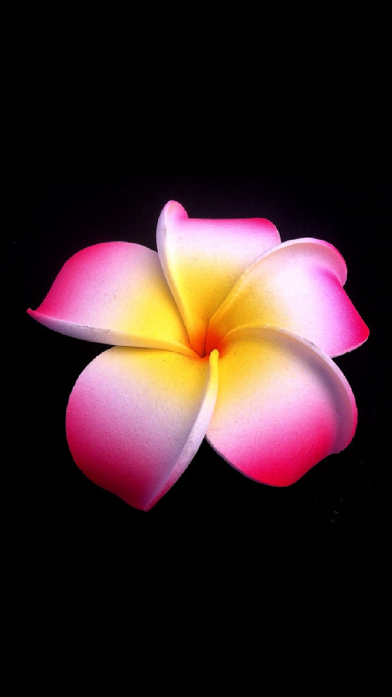 800x1422 Plumeria, flower, pink, HD phone wallpaper