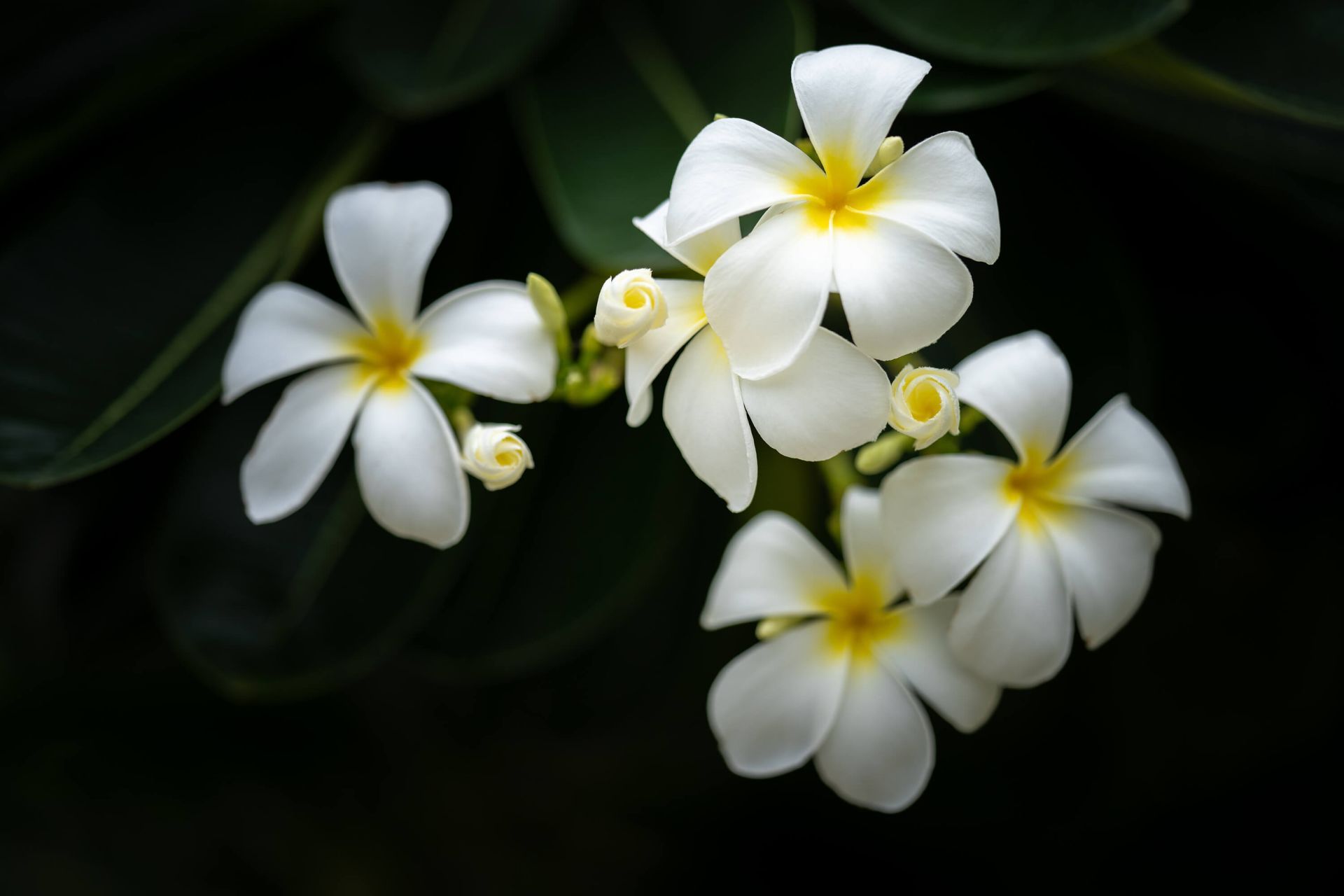 1920x1280 Close Up Plumeria