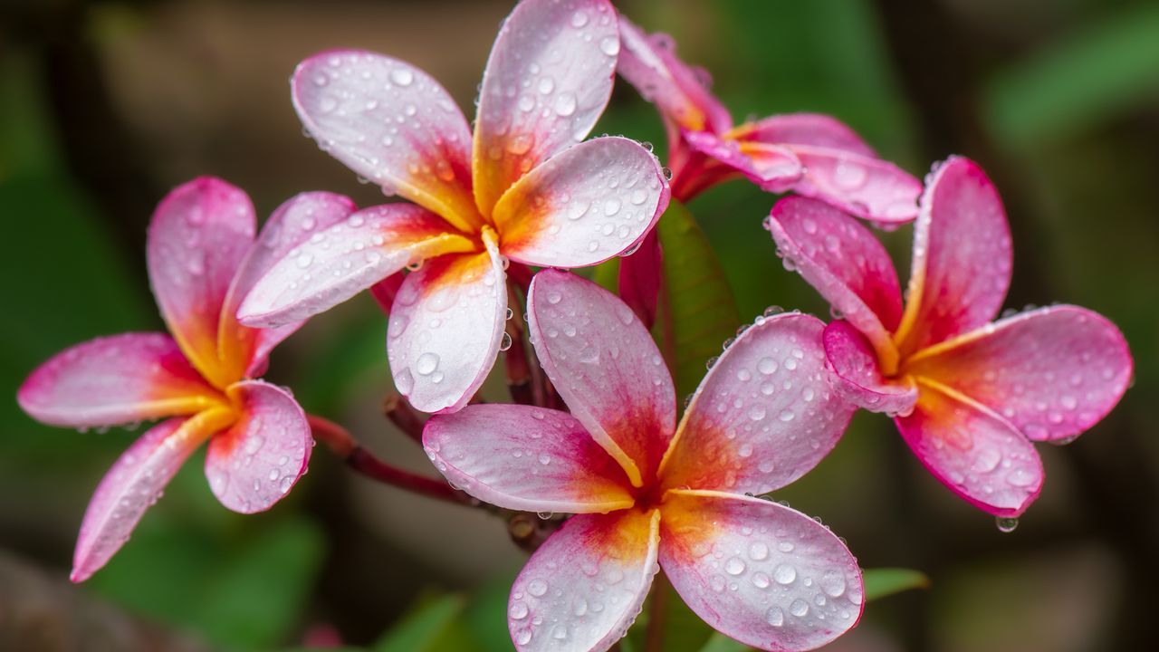 1280x720 Plumeria flowers, Hawaii Gallery · Peapix