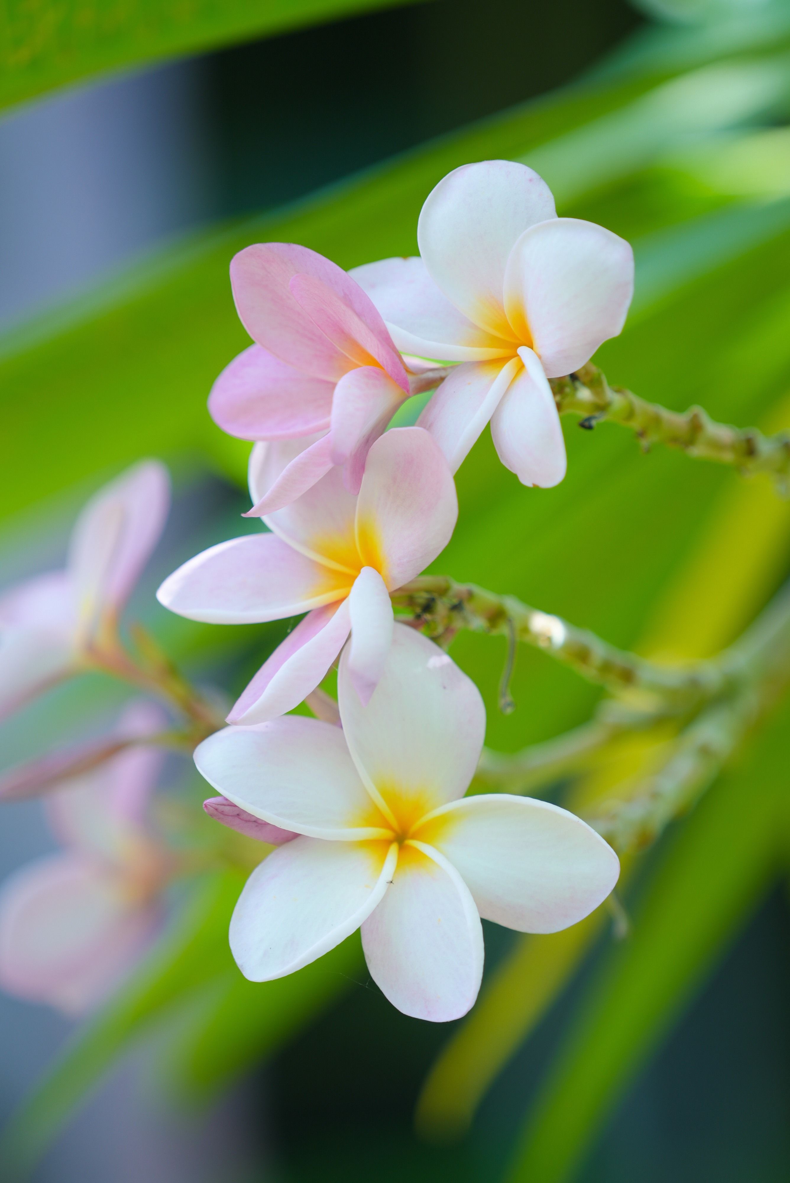 2672x4000 Frangipani Plumeria Tropical Hawaiian Aloha Photo, Download The BEST Free Frangipani Plumeria Tropical Hawaiian Aloha & HD Image