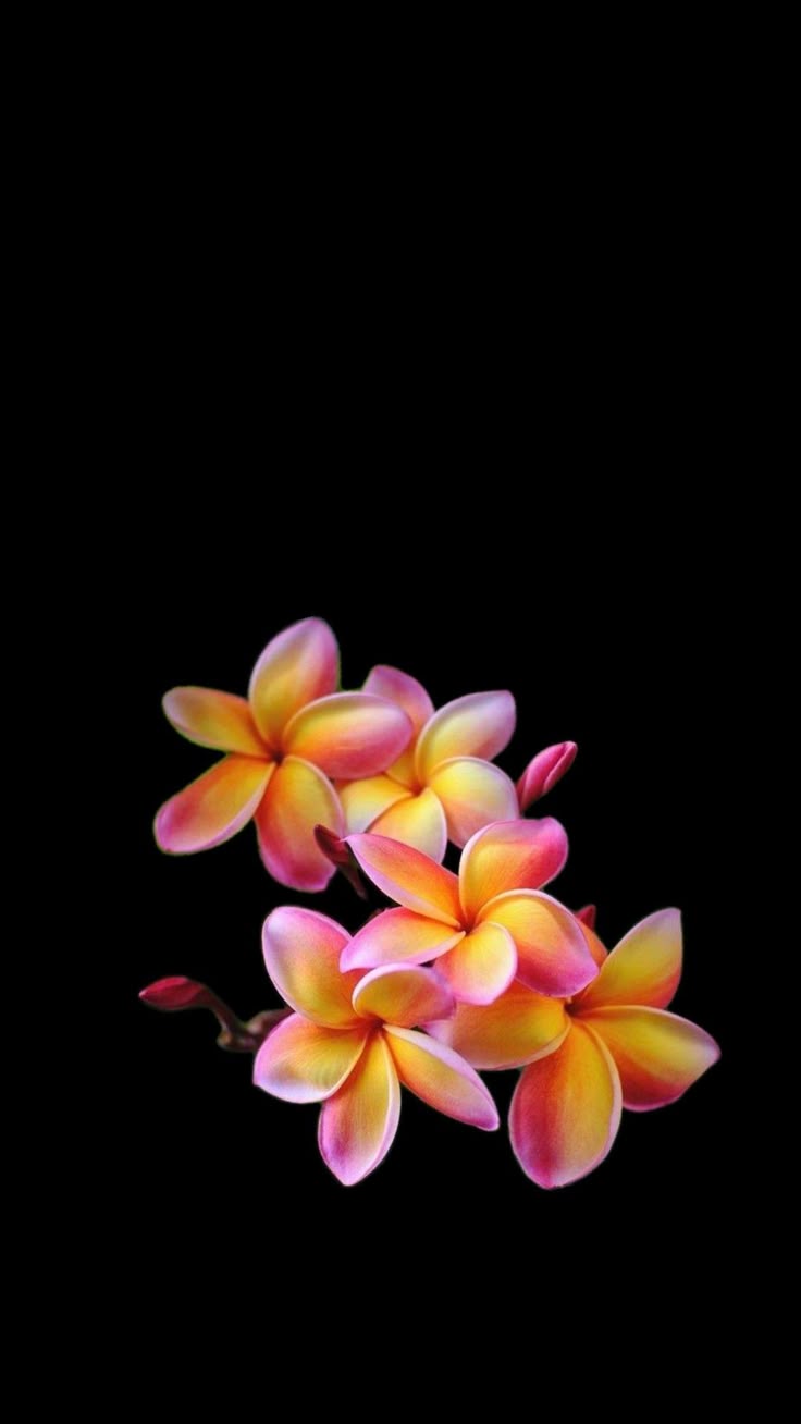 736x1308 Pink plumeria black background. Plumeria flowers black background, Plumeria on black background, Flower iphone wallpaper