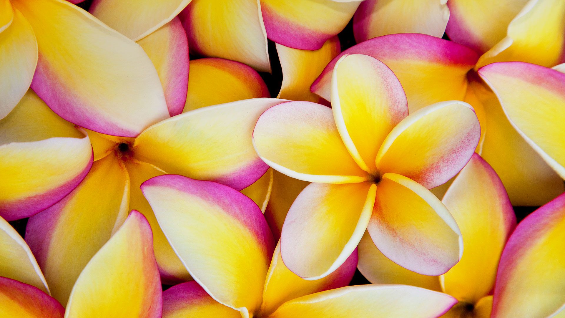1920x1080 Phone wallpaper: Frangipani, Plumeria, Earth, Flower, Flowers 382907