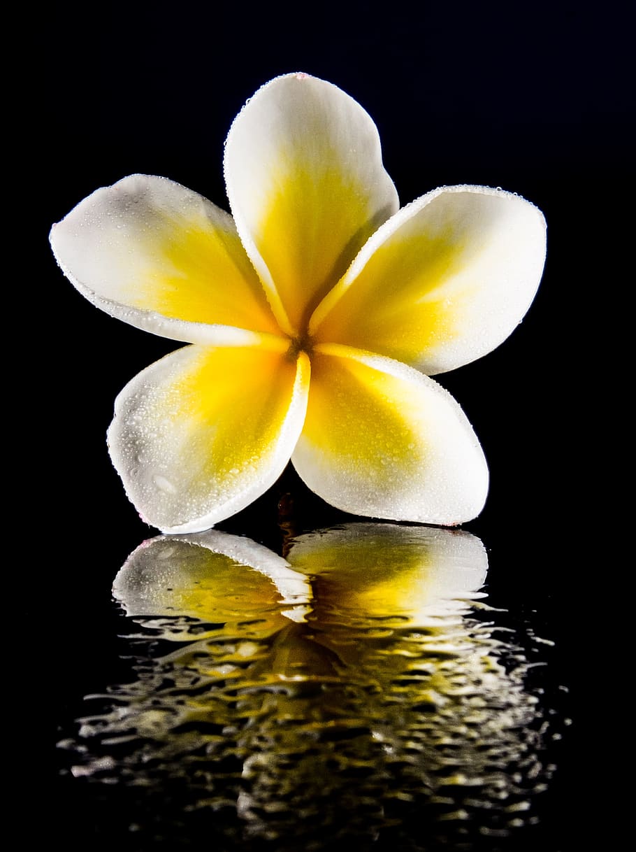 910x1218 Plumeria alba 1080P, 2K, 4K, 5K HD wallpaper free download