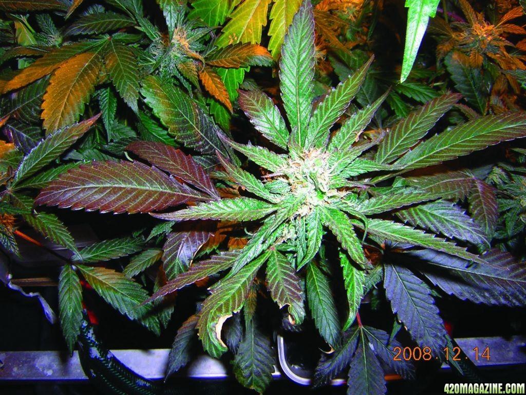 1024x768 Purple Kush Wallpaper