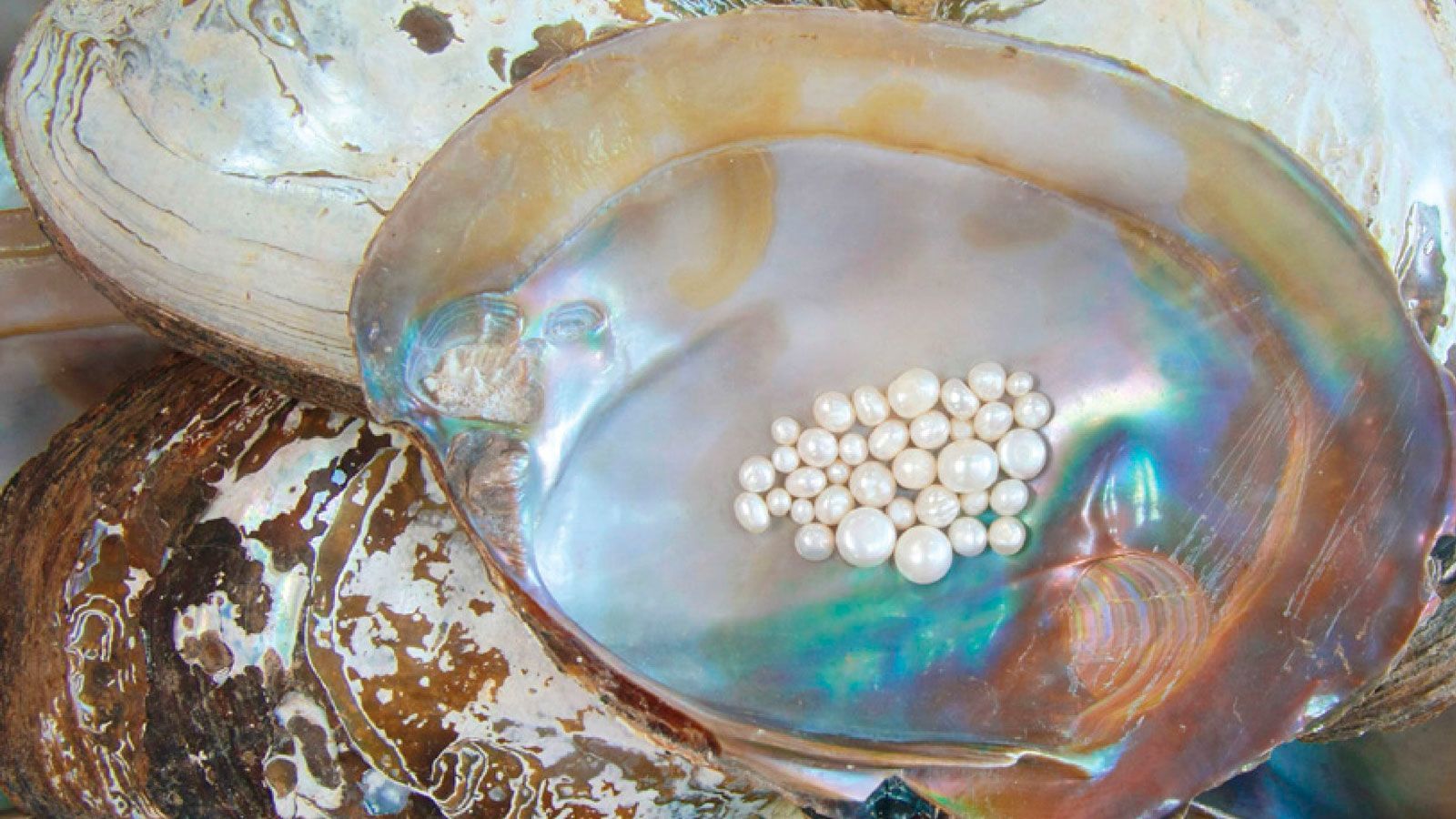 1600x900 New York diner finds pearl in oyster
