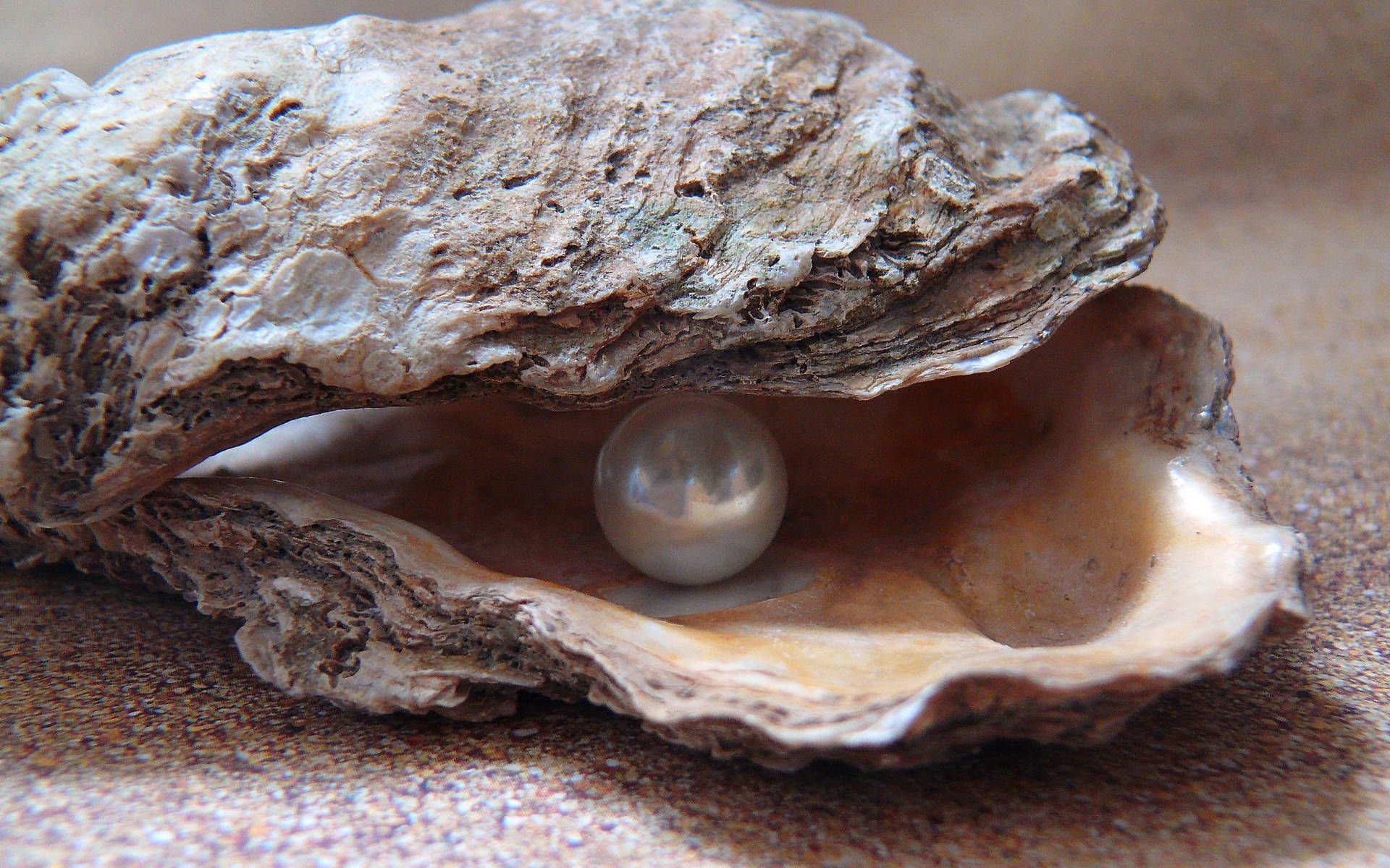 1920x1200 Pearl Izumi Near Me Shell With Pearl Close Up Wallpaper