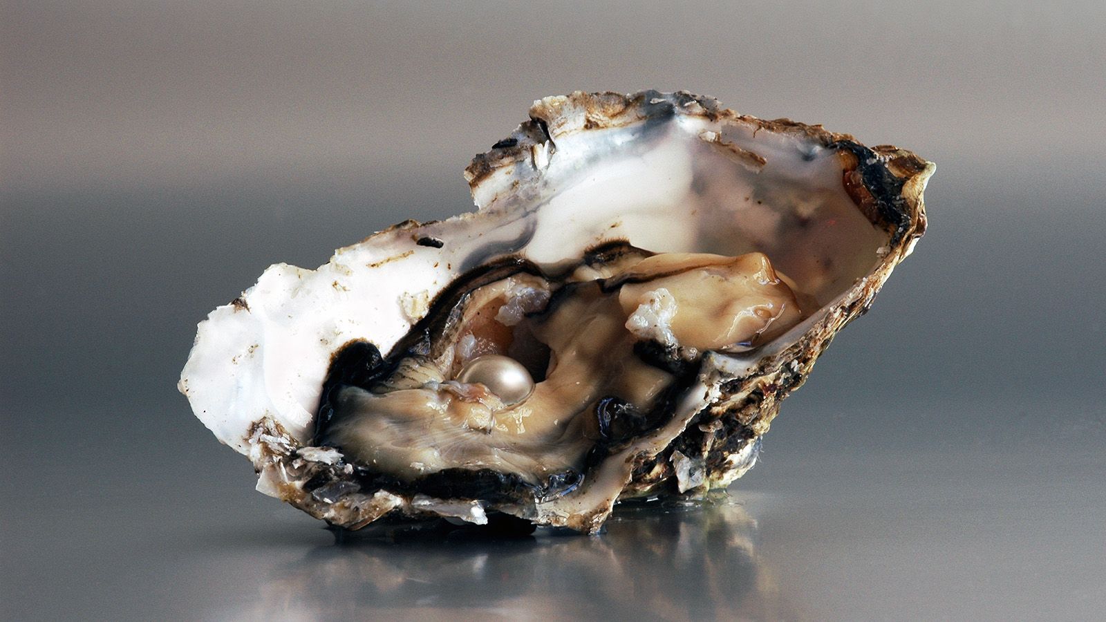 1600x900 How Do Oysters Make Pearls?