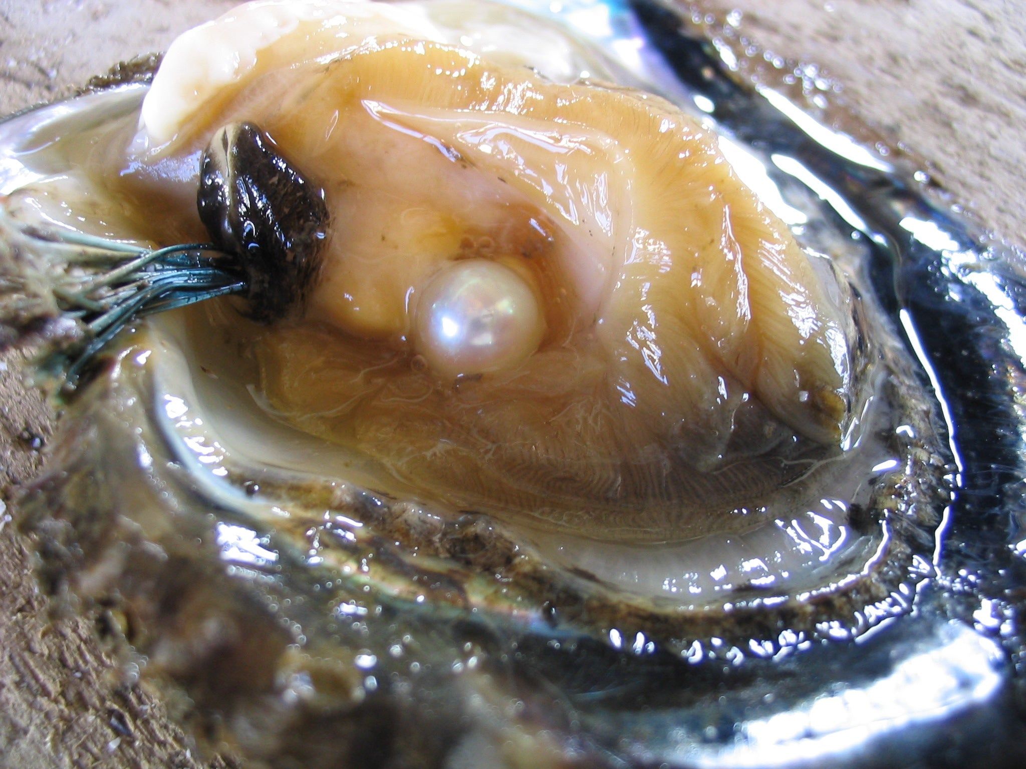 2048x1536 Japanese pearl oyster. Okinawa Institute of Science and Technology OIST
