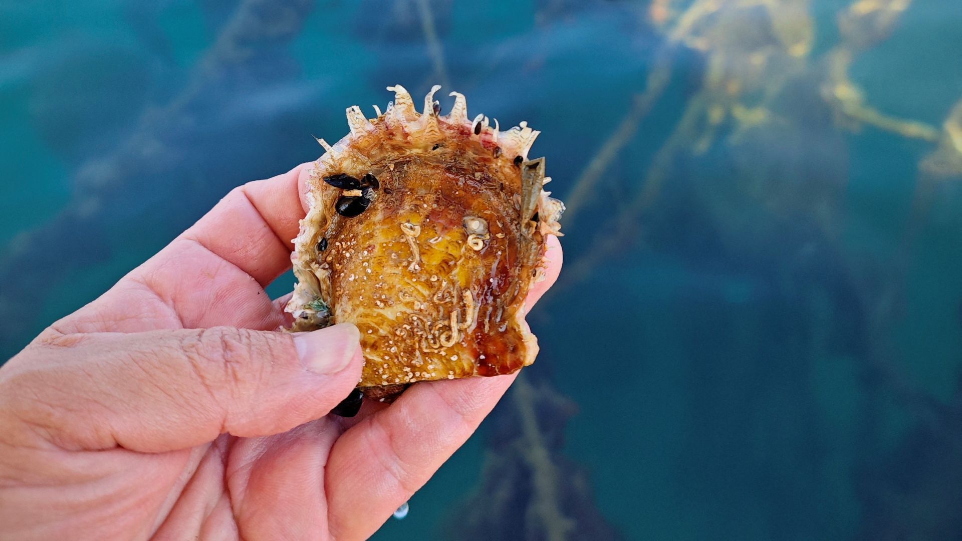 1920x1080 Italy oyster farmers dream of pearls from warming Mediterranean