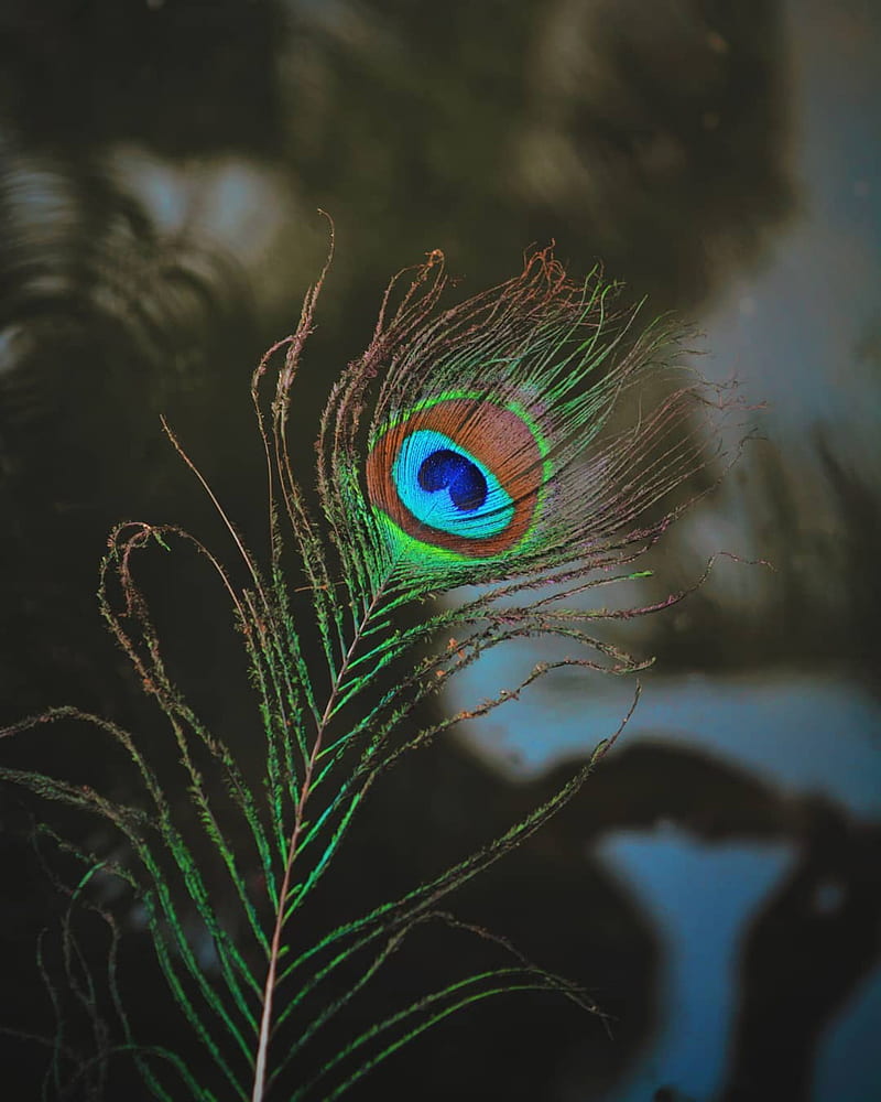 800x1000 Peacock Feather, eye, feather, nature, peacock, peacock feather, peacocks, HD phone wallpaper