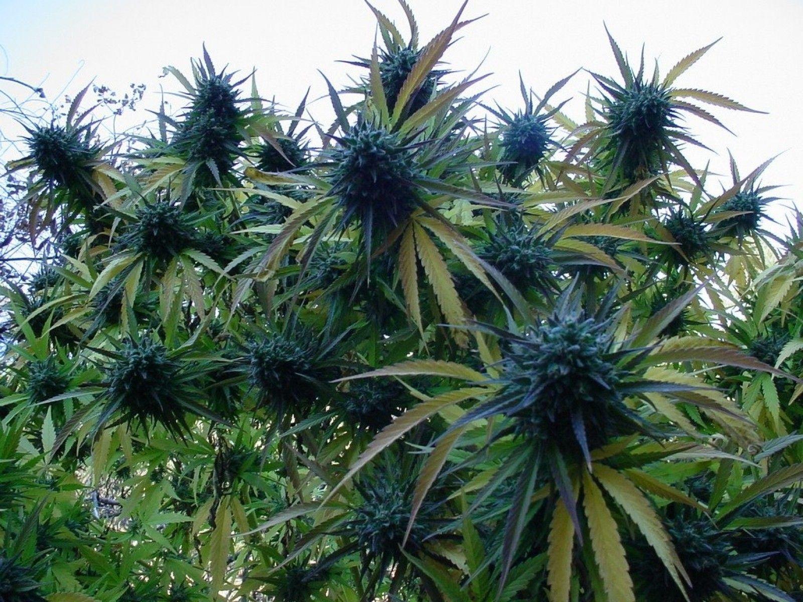 1600x1200 space, Kush, Marijuana, Weed, Ganja Wallpaper HD / Desktop
