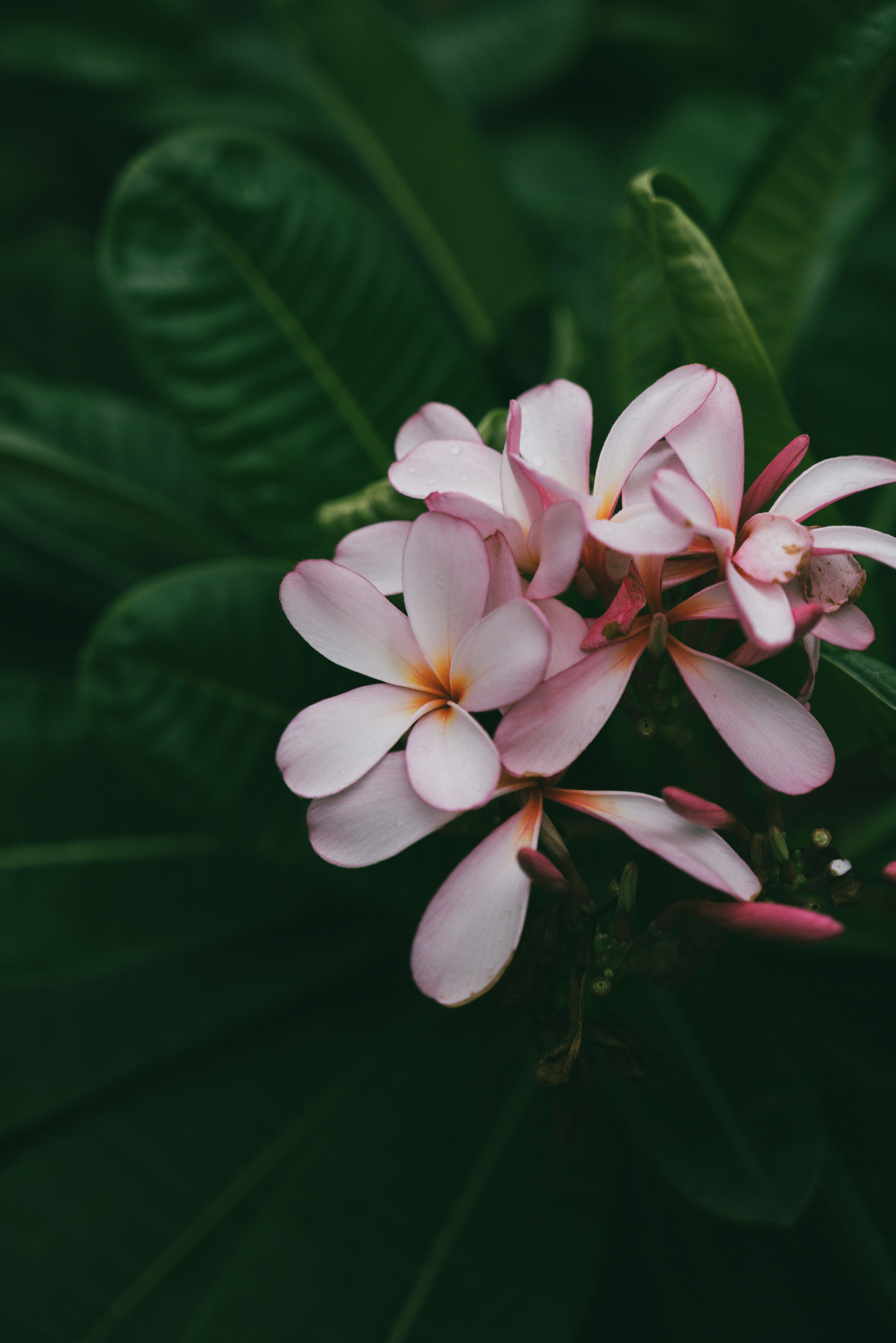 3000x4494 Delicate pink plumeria flowers bloom against dark green leaves. photo