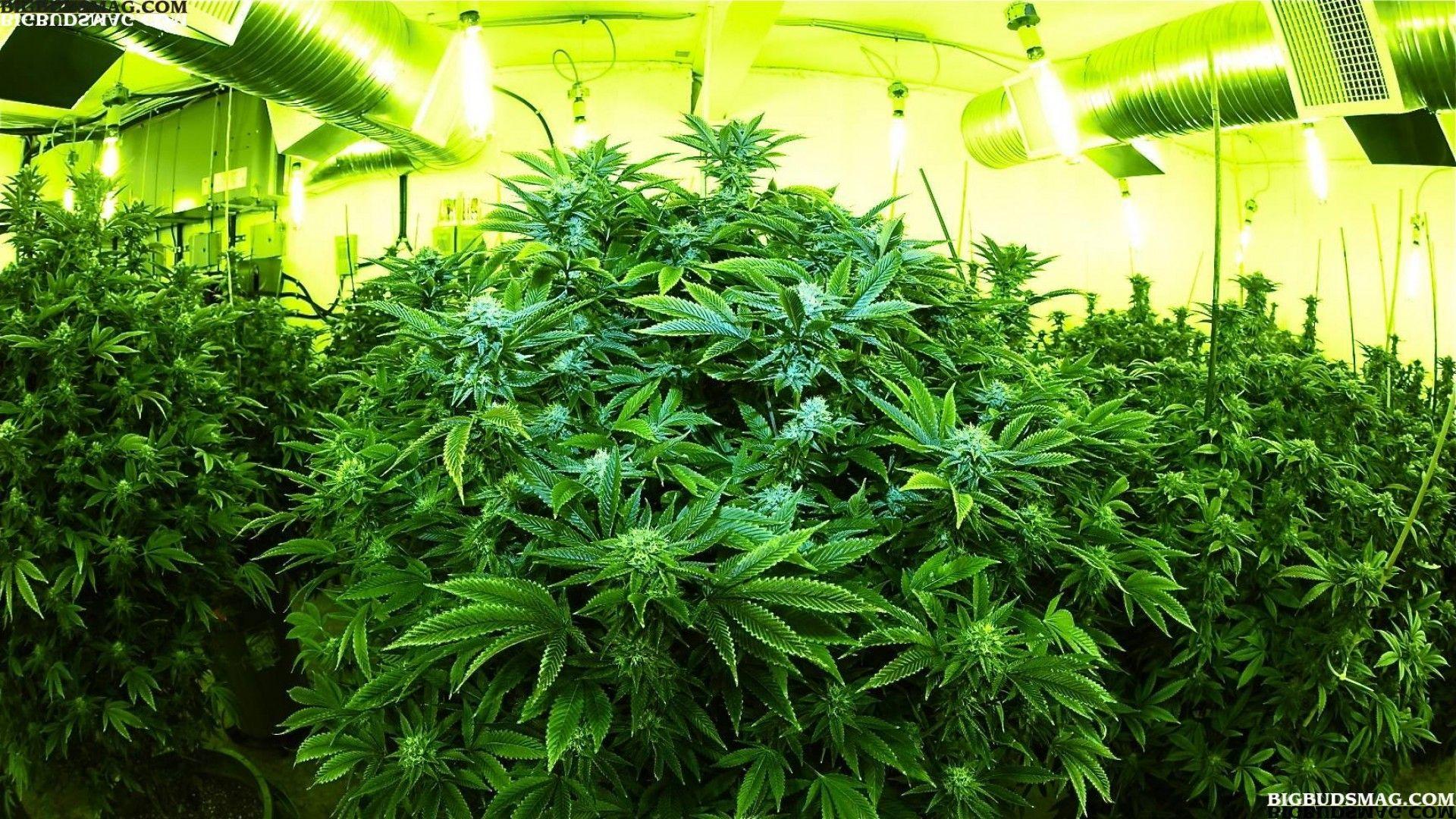 1920x1080 Space Kush marijuana weed ganja free desktop background and 1920x1080