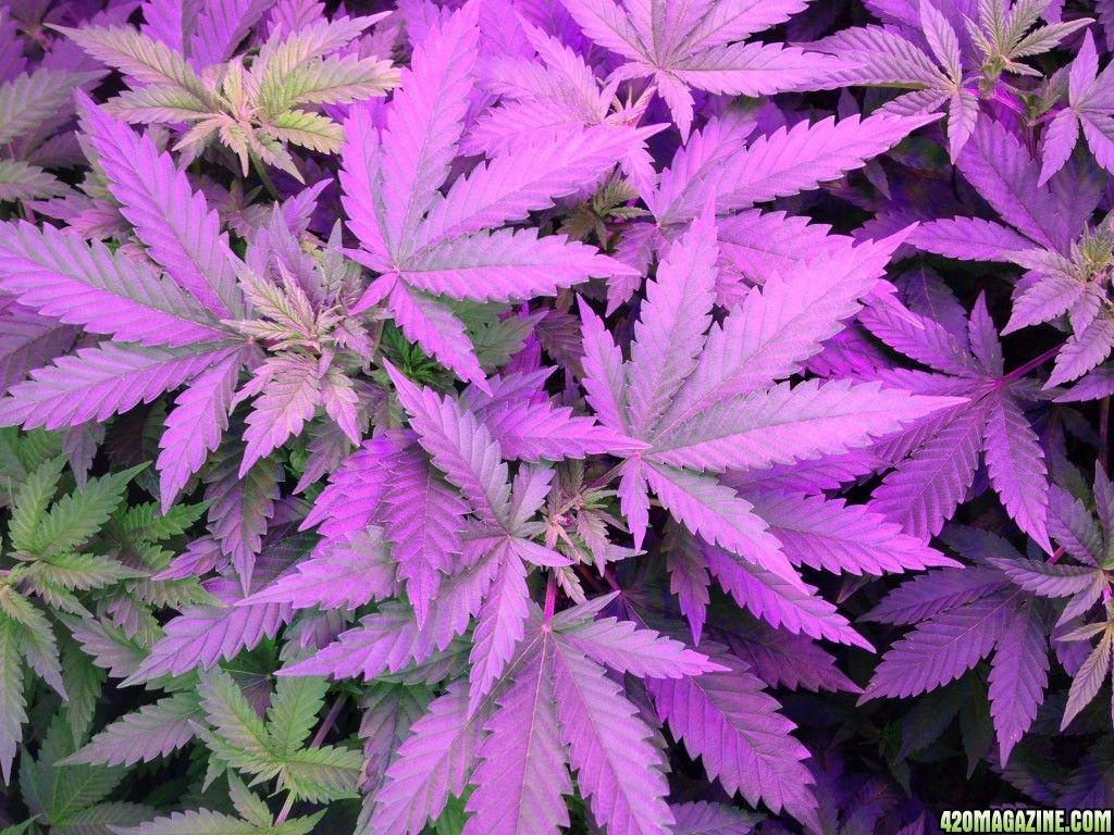 1024x768 Rainbow Kush At 1 Month Up