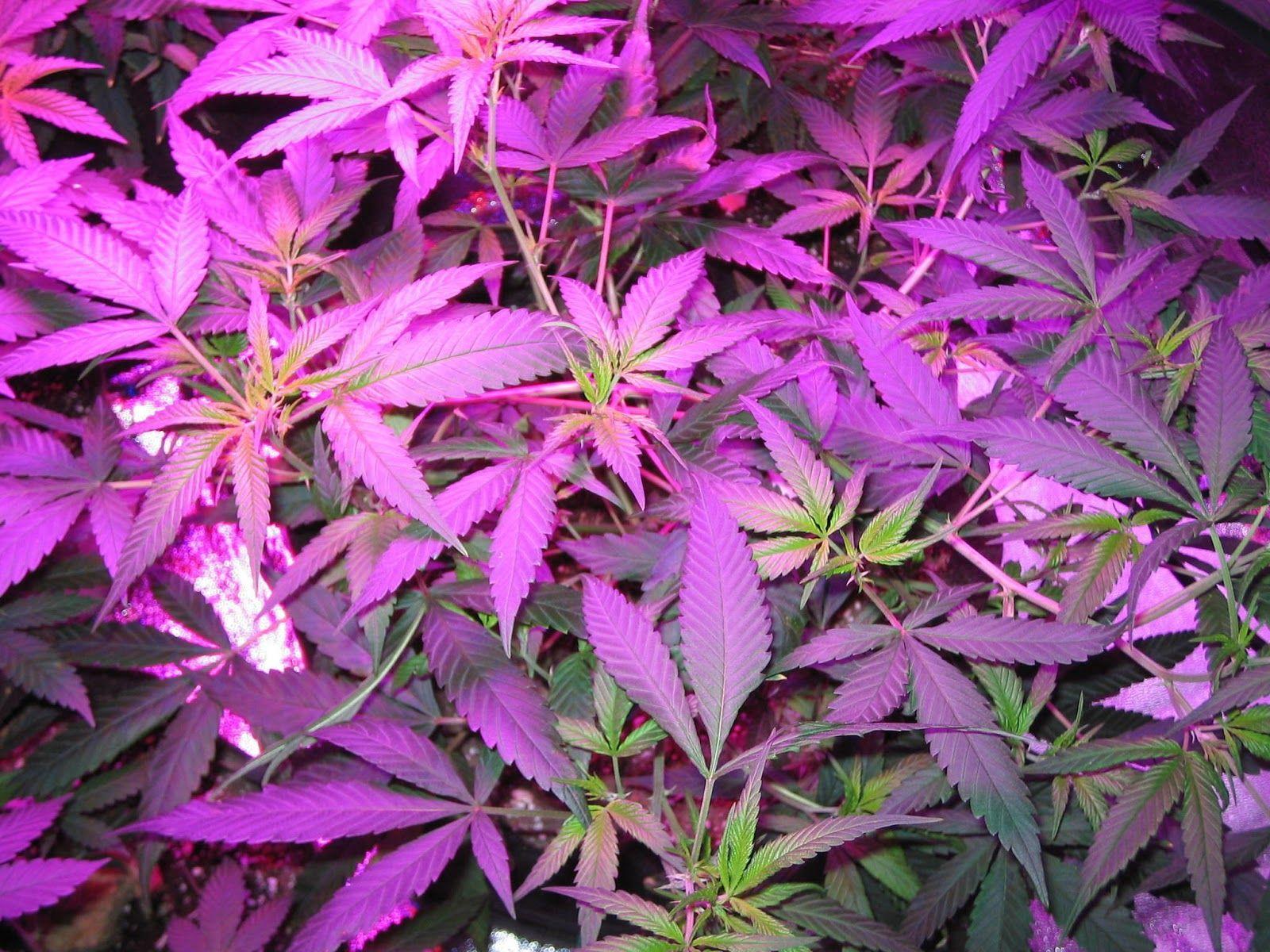 1600x1200 Purple Kush Wallpaper