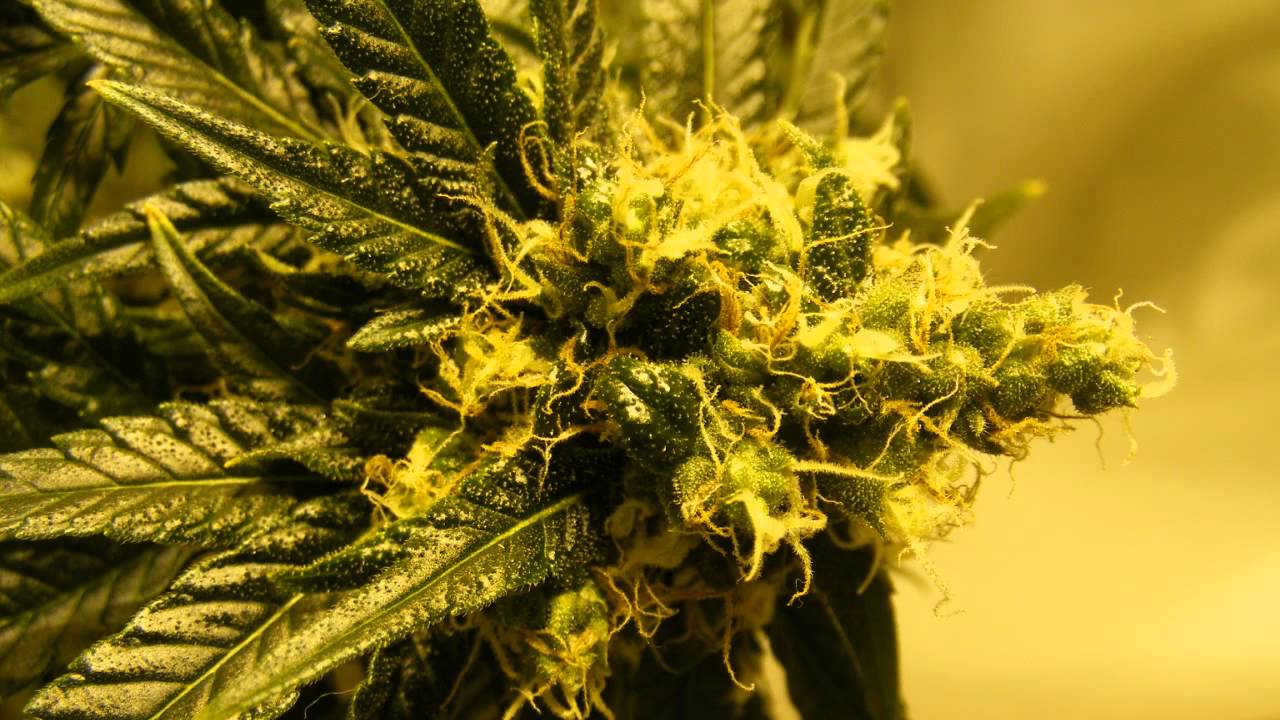1280x720 Og Kush HD Wallpaper For Pc