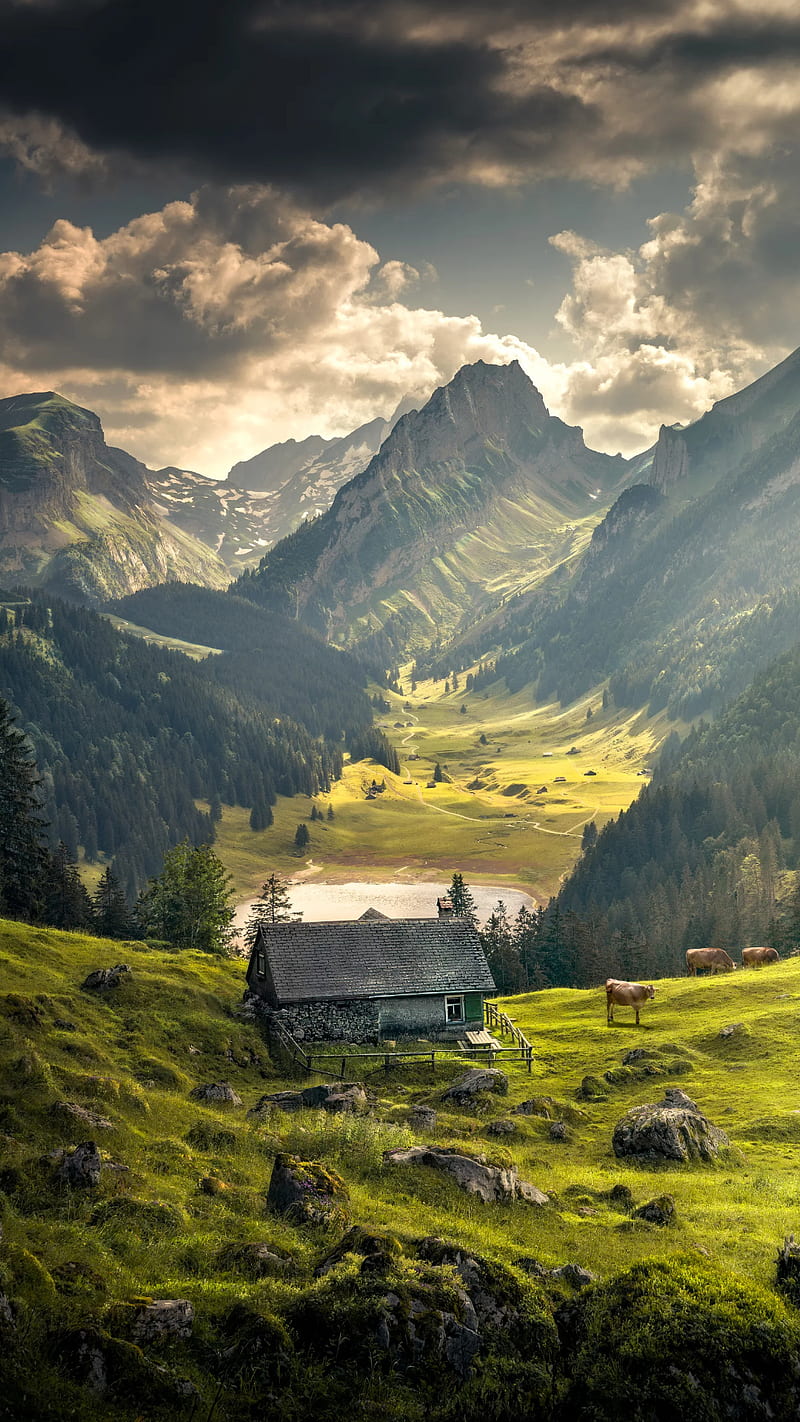800x1422 View, clouds, cows, house, mountain, mountains, nature, scene, season, sky, HD phone wallpaper