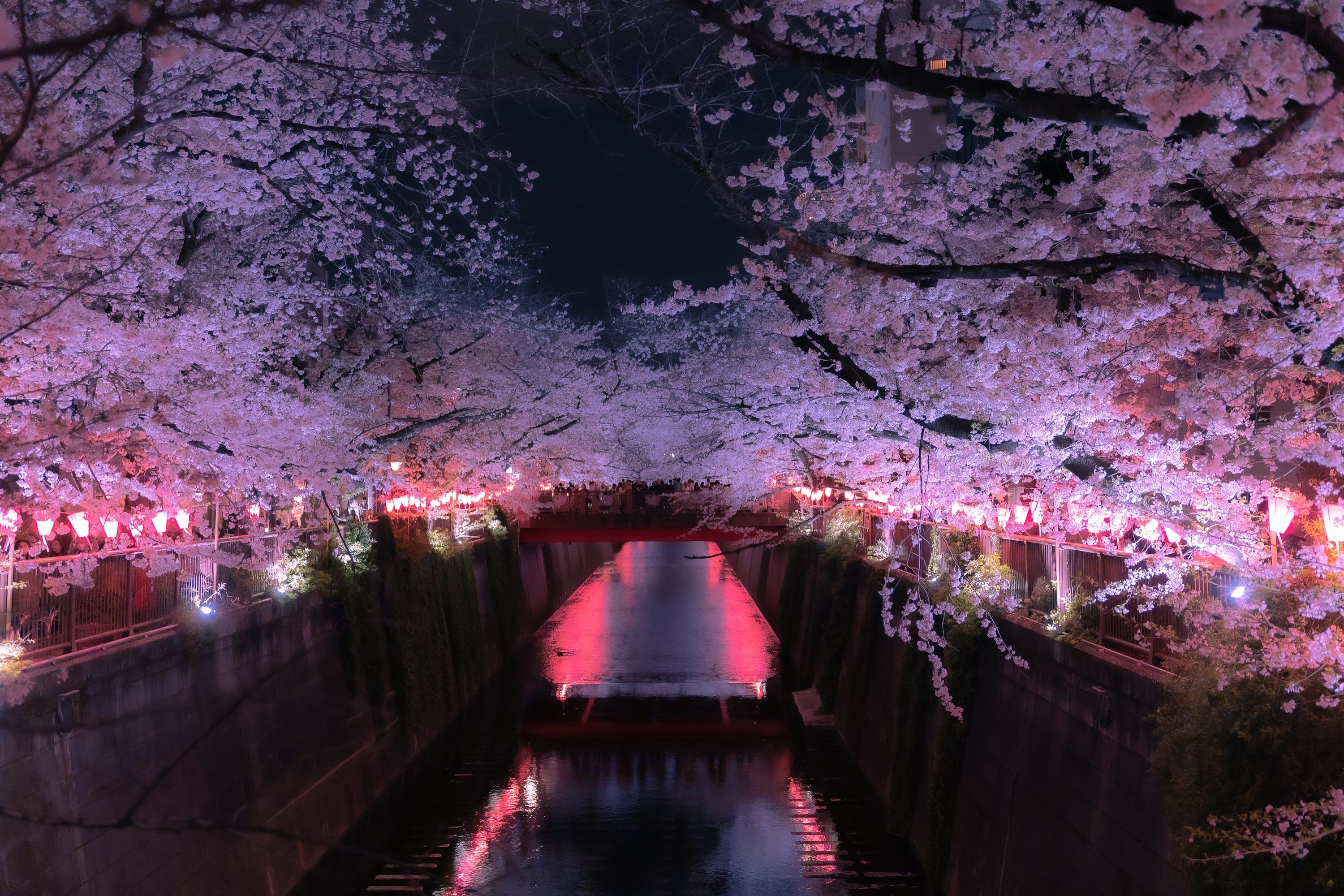 3000x2000 Cherry Blossom Night Picture. Download Free Image