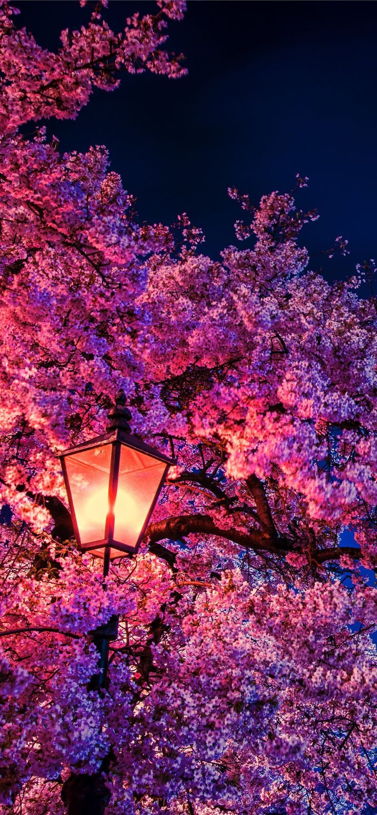 736x1592 cherry blossoms iPhone Wallpaper