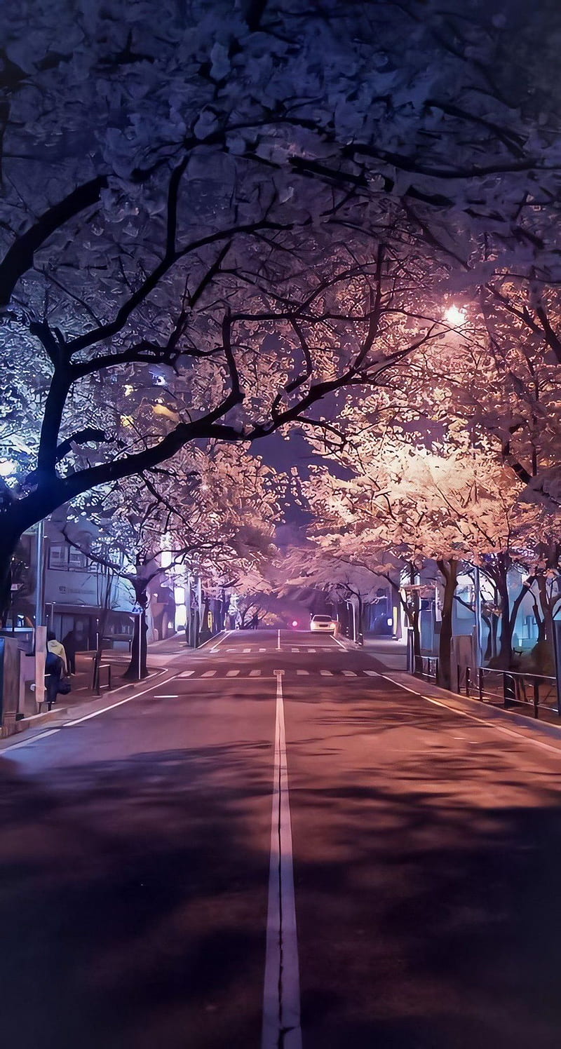 800x1496 Japan Visuals on Twitter. Beautiful landscape, Landscape, Scenery, Sakura Night, HD phone wallpaper
