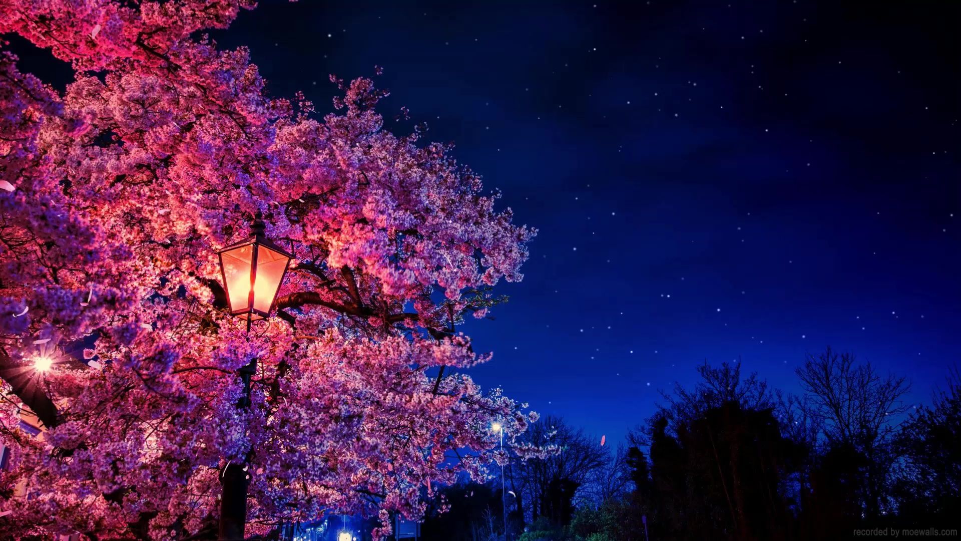 1920x1080 Night Sakura Live Wallpaper