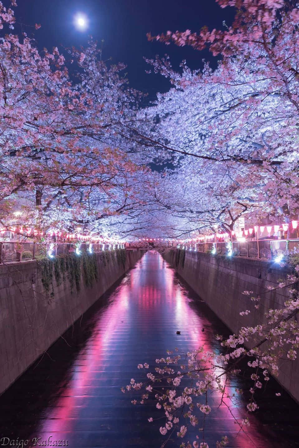 960x1438 A River With Cherry Blossoms And A Full Moon Wallpaper