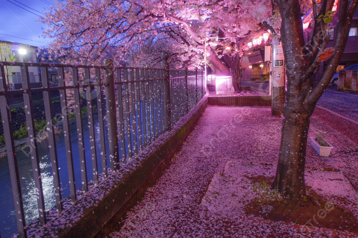 1200x800 Ookawa Promenade Night Sakura Nature Night Cherry Blossoms Petal Photo Background And Picture For Free Download