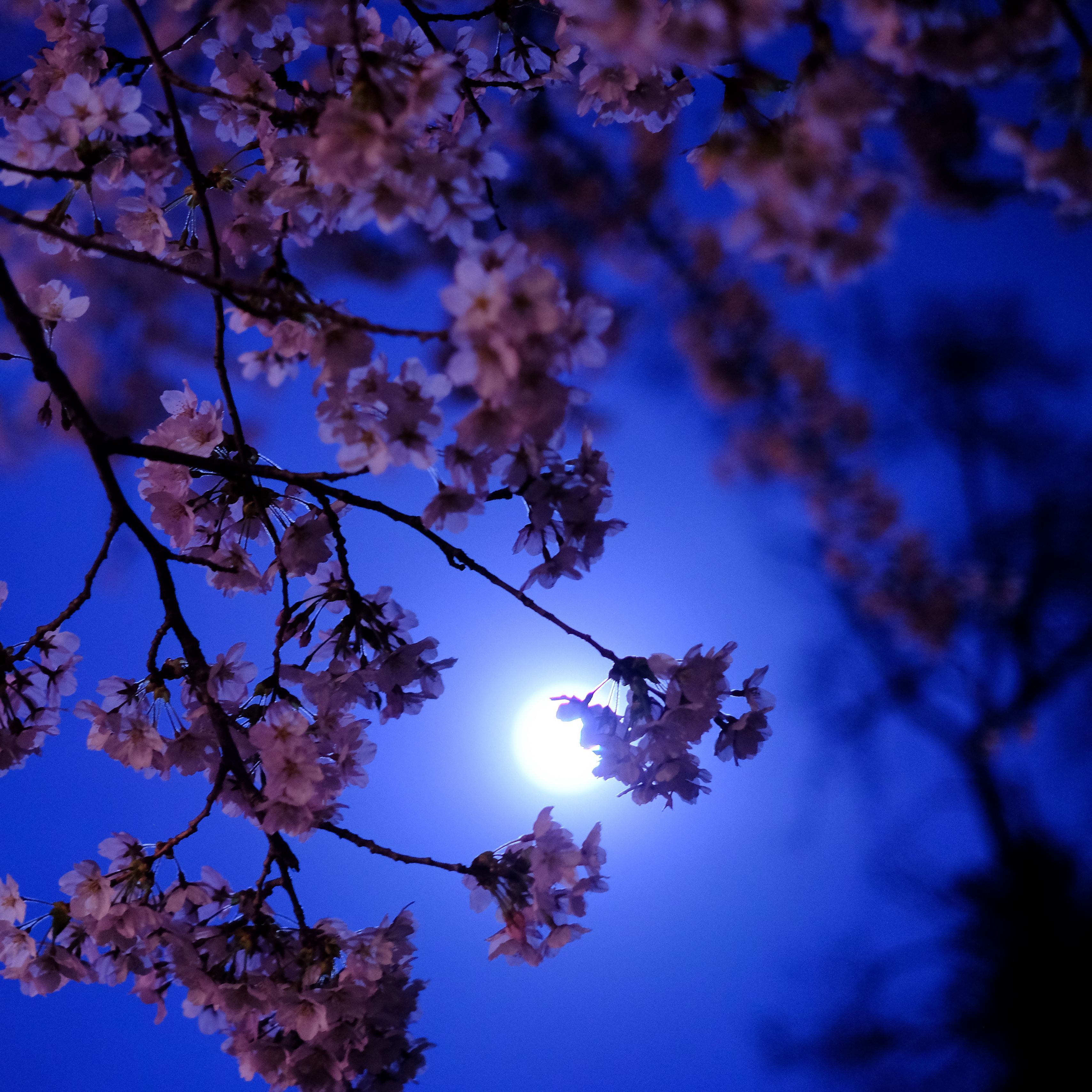 3415x3415 Download wallpaper 3415x3415 sakura, moon, glow, night ipad pro 12.9 retina for parallax HD background