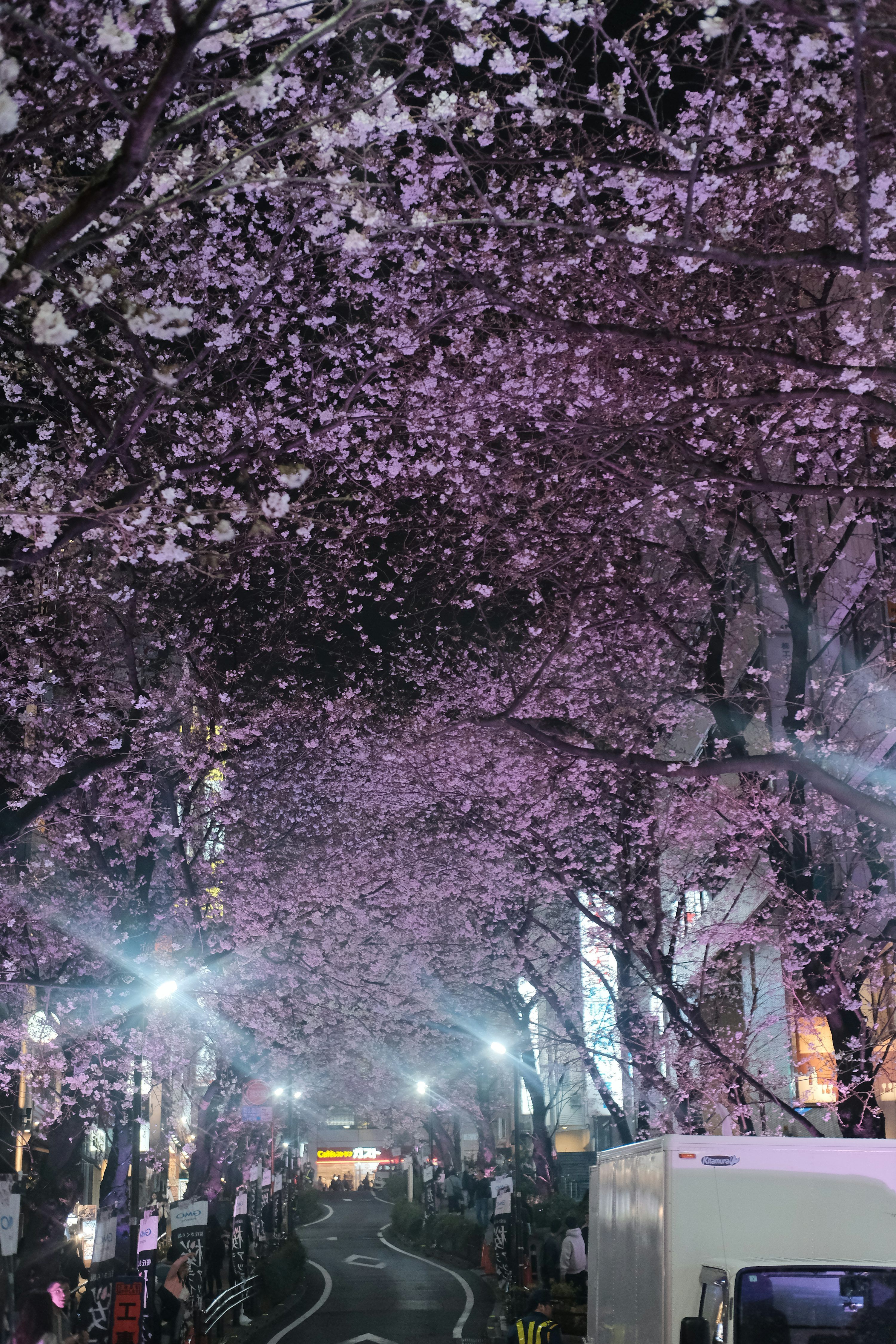 3000x4500 Cherry blossoms illuminate a street at night. photo