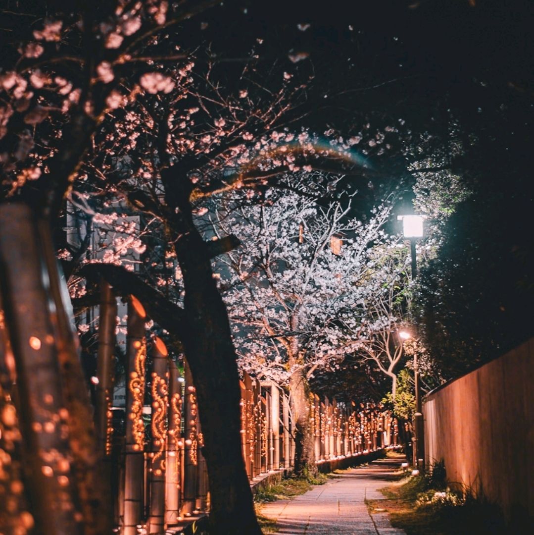 1079x1080 A Spring Night, Like a Dream Illumination at “Sakura no Sato”. Trip.com Ito
