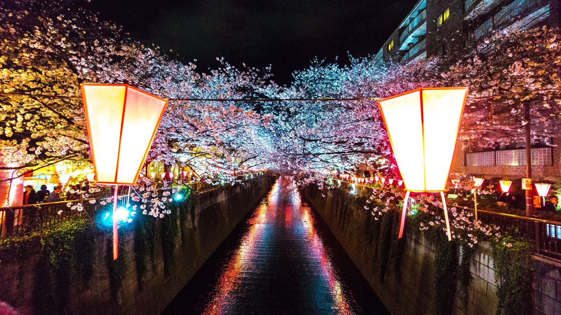 1920x1080 Yozakura: A cherry blossom tradition that lights up the sky Weather Network