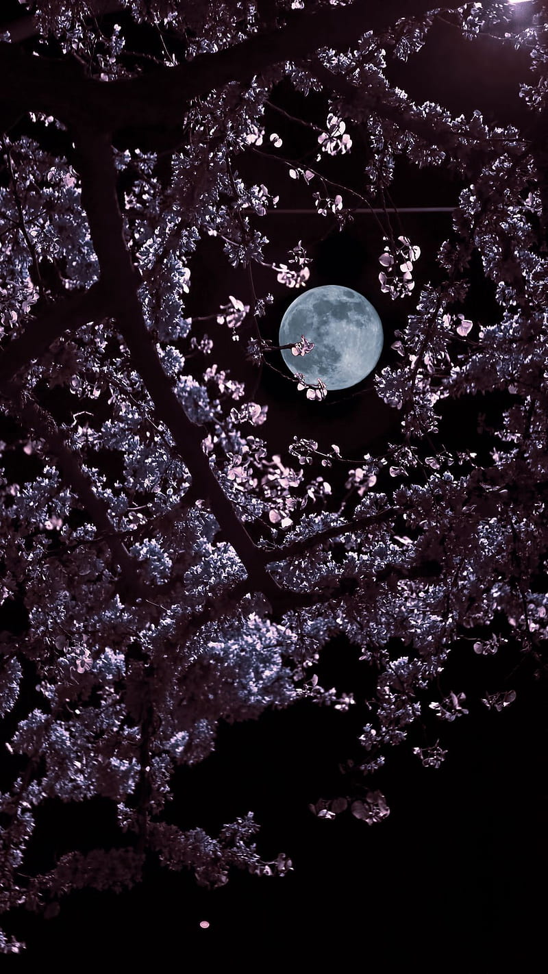 800x1422 Moon, Sakura Tree, Night, HD phone wallpaper