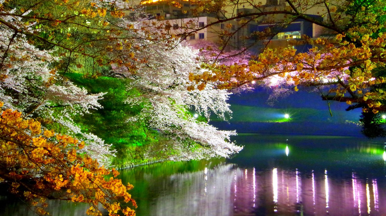 1600x894 Cherry Blossom Season Japan. Best Time to Visit Japan