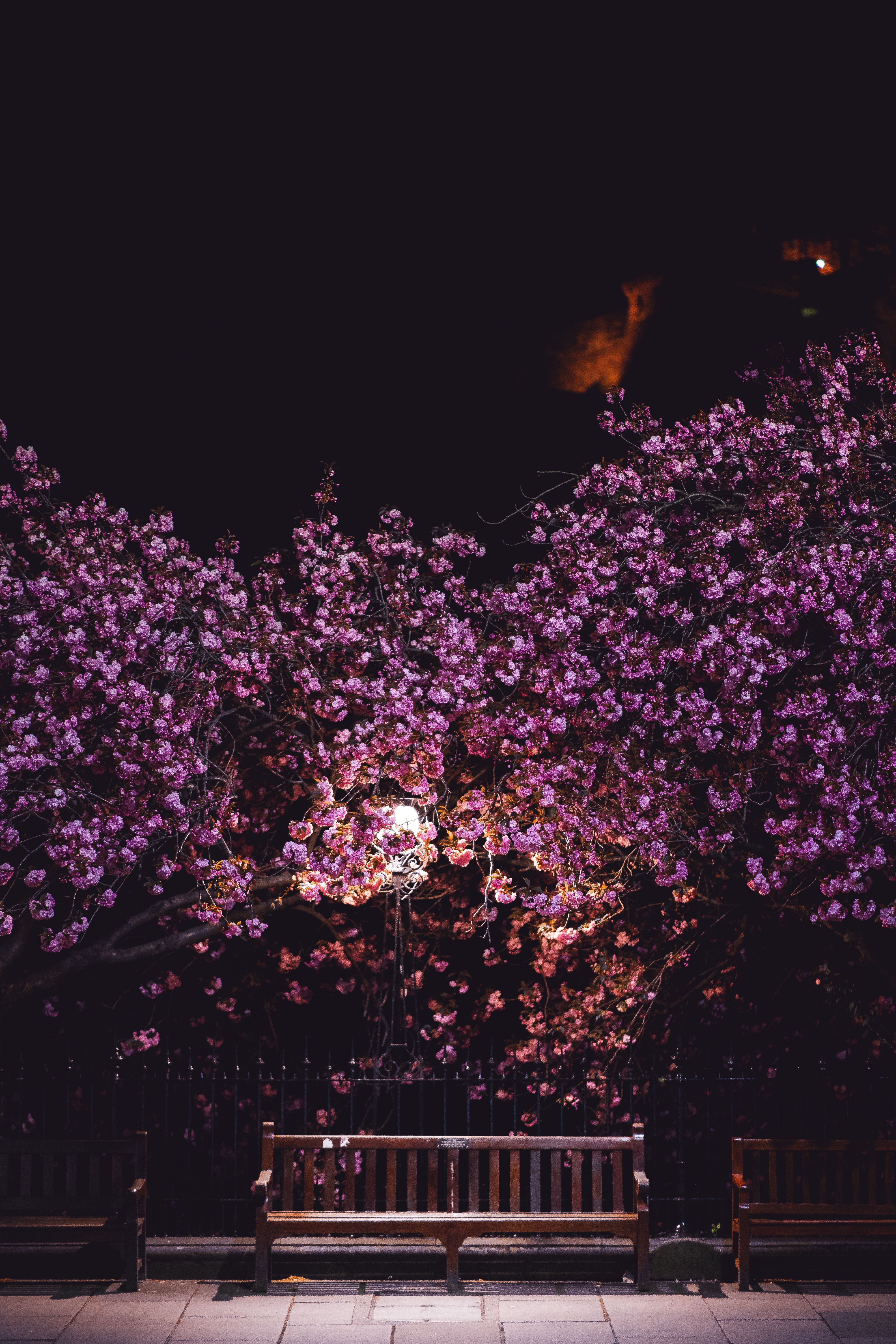 4000x6000 Cherry Blossoms At Night Photo, Download The BEST Free Cherry Blossoms At Night & HD Image