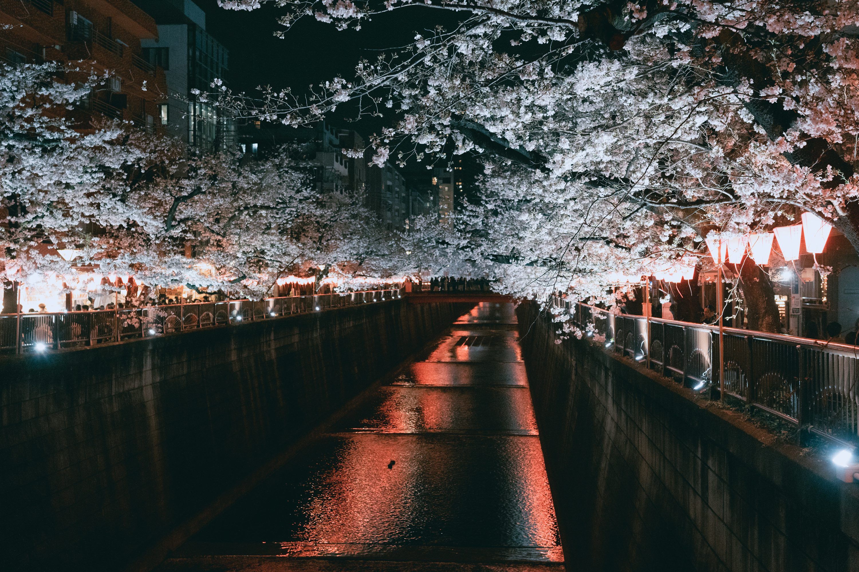 3000x2000 Cherry blossoms line a dark river at night. photo