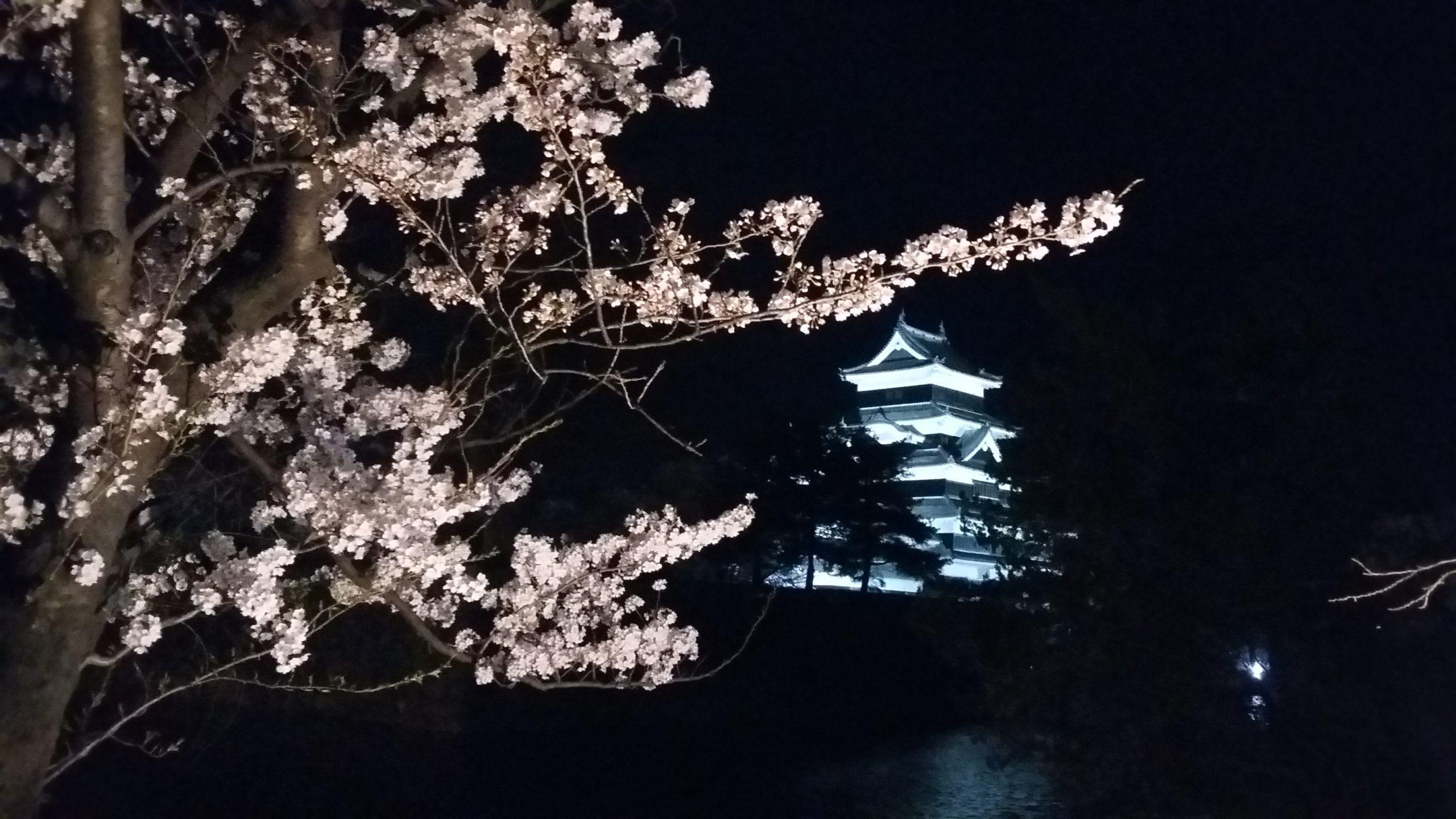 2560x1440 Night Time Cherry Blossom. Spots To Visit. Welcome Matsumoto