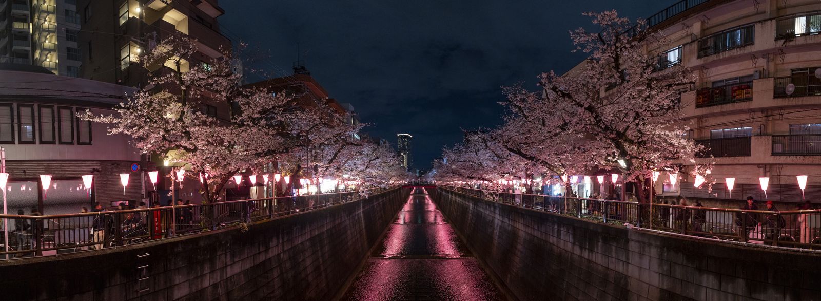 1600x586 Chasing crowds and cherry blossoms during Tokyo's 'sakura hanami'