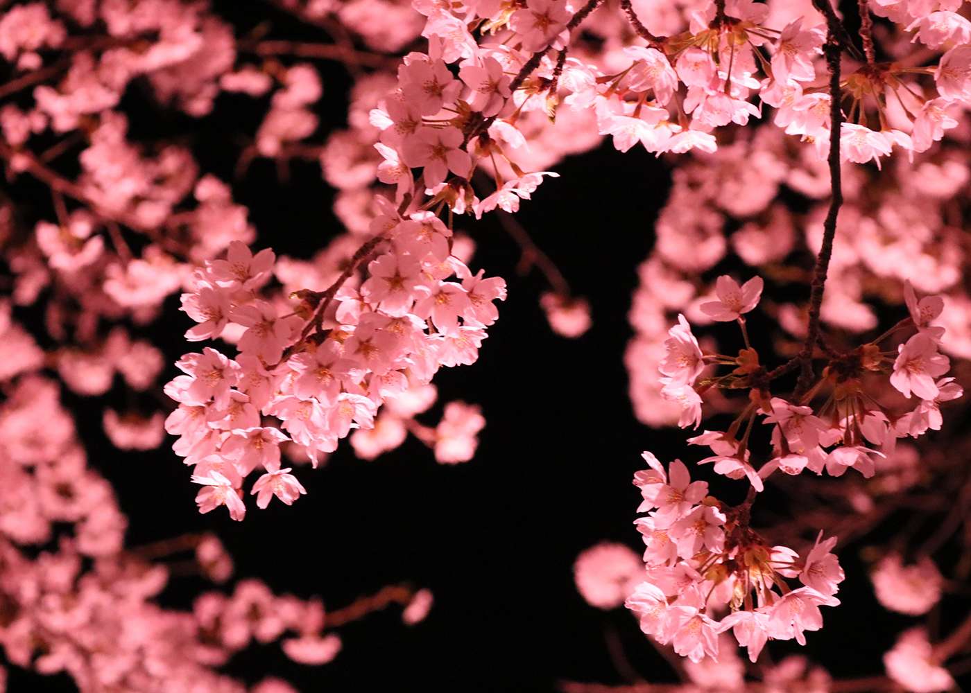 1400x1000 Luminous Blossoms: Nighttime Cherry Blossom Magic In Japan. Blog. Travel Japan (Japan National Tourism Organization)