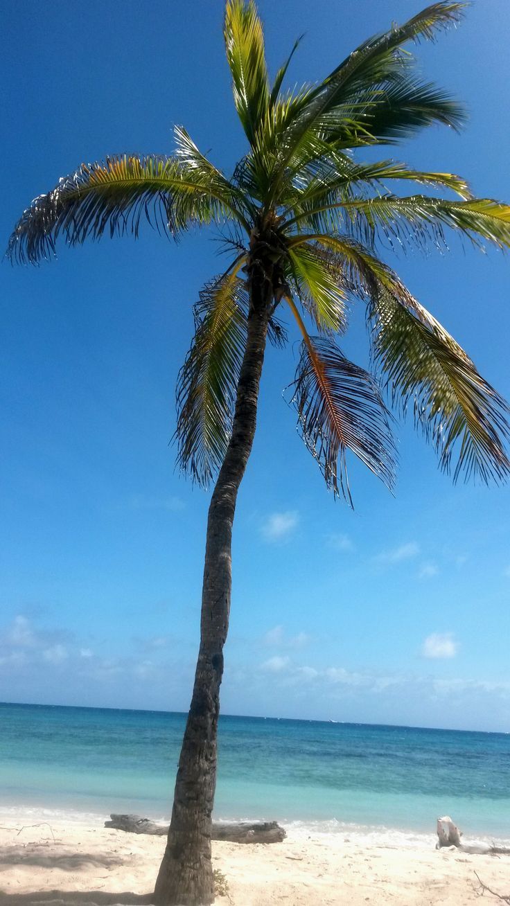 736x1308 Playa Norte. Tucacas. Venezuela
