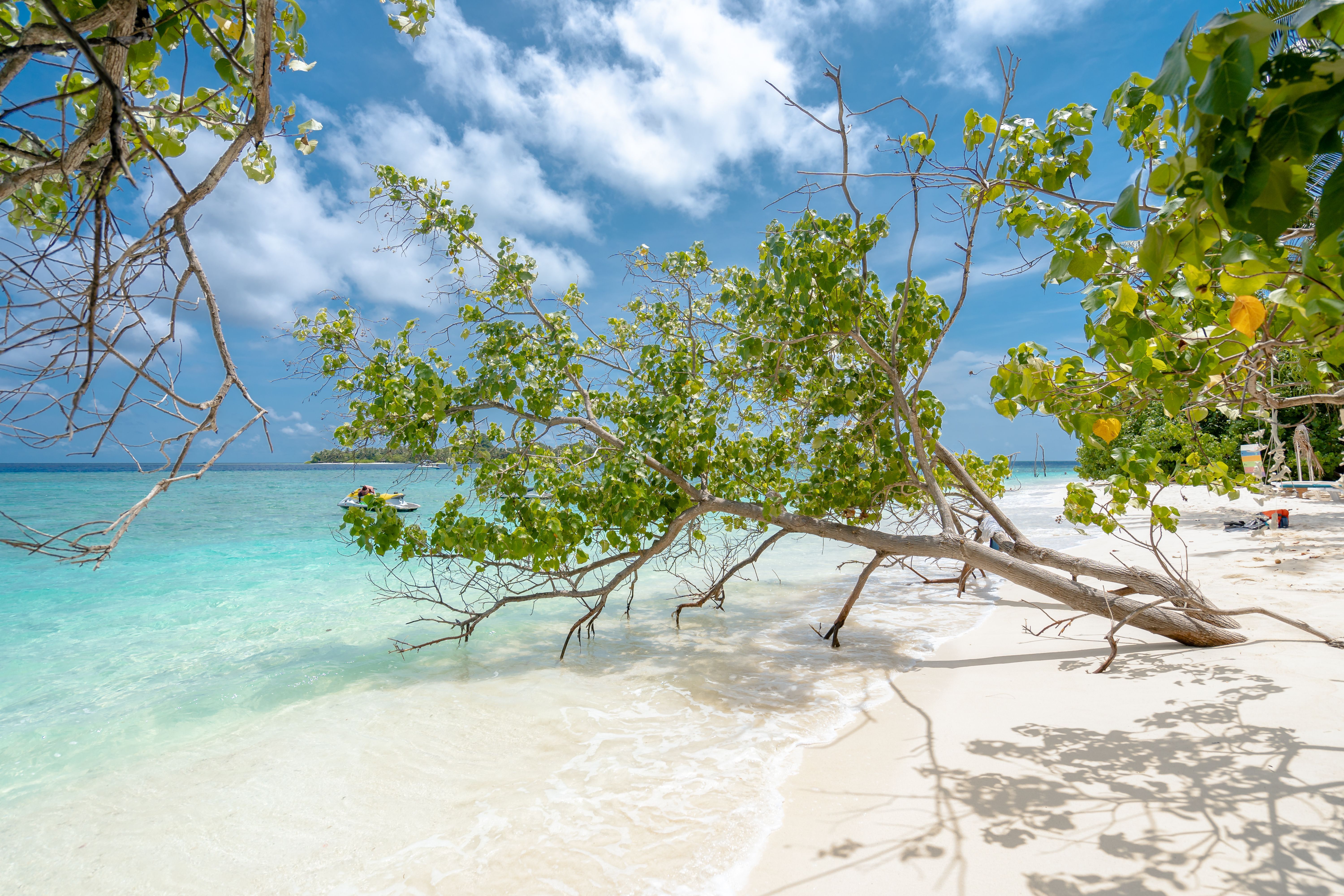 6000x4000 Broken Tree on Sea Shore · Free
