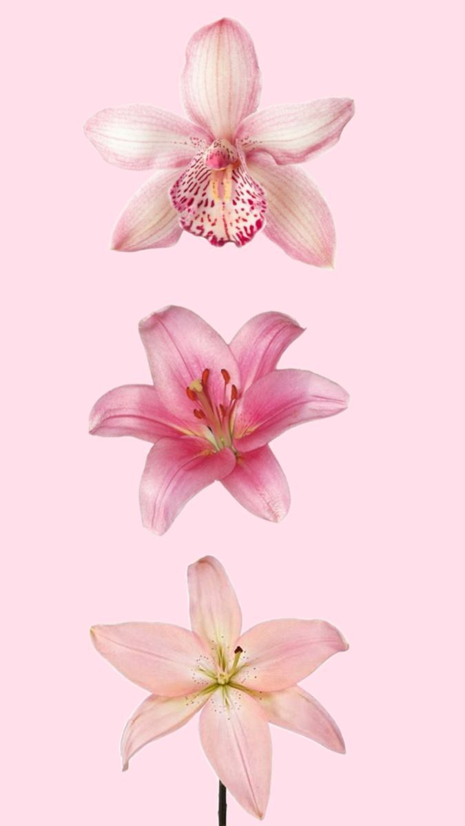 675x1200 Y2k aesthetic wallpaper pink. Wallpaper estetika, Pink lilies, Pink aesthetic wallpaper horizontal